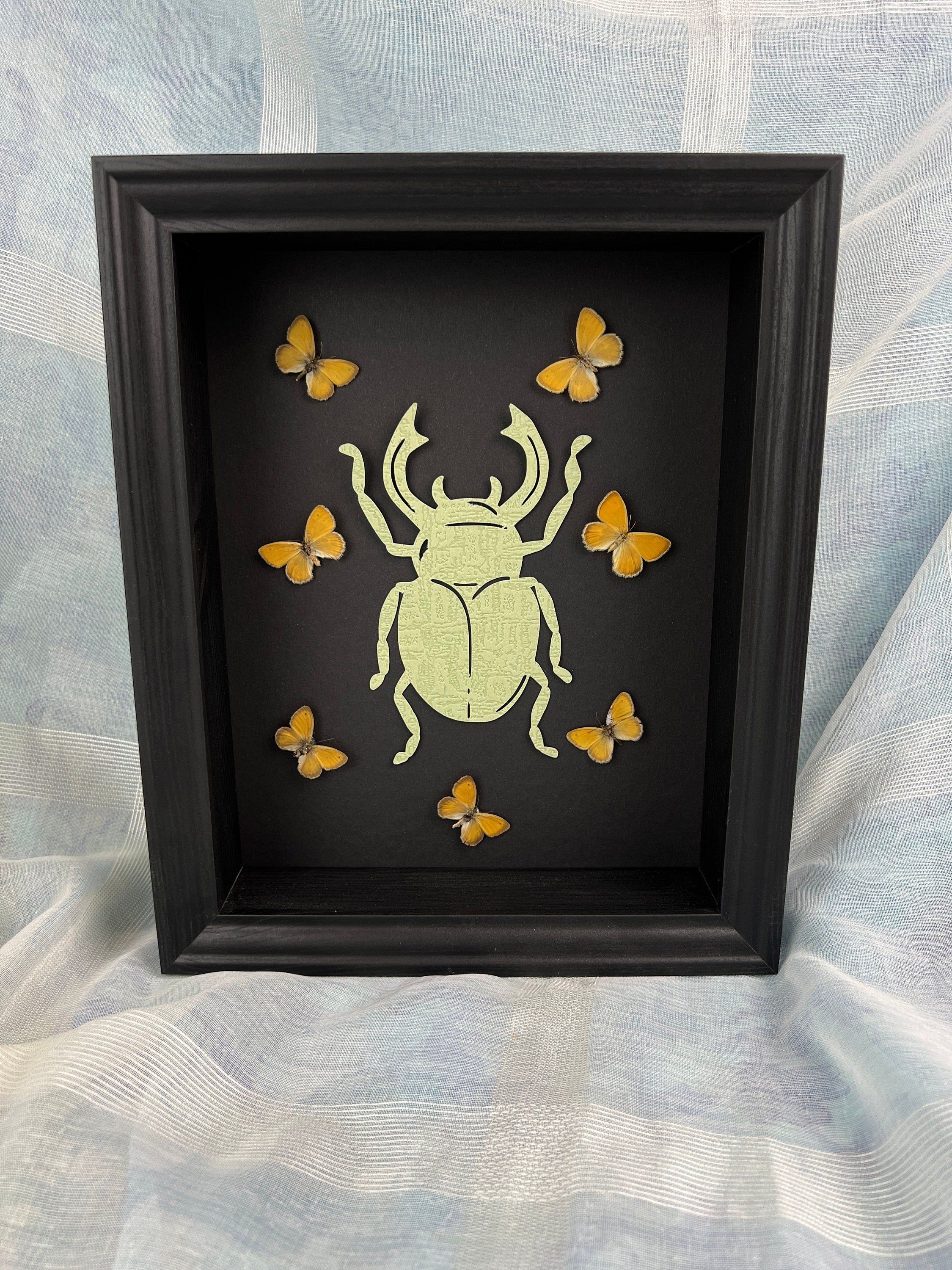Butterfly Taxidermy Art with Intriguing Paper Beetle - Home Decor