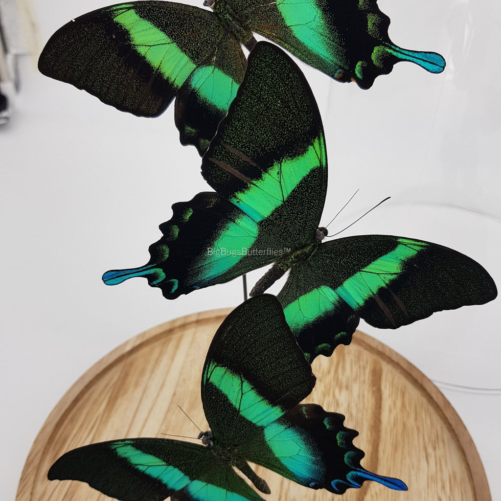 Papilio Blumei in einer Glasglocke von KEY LIME STORE