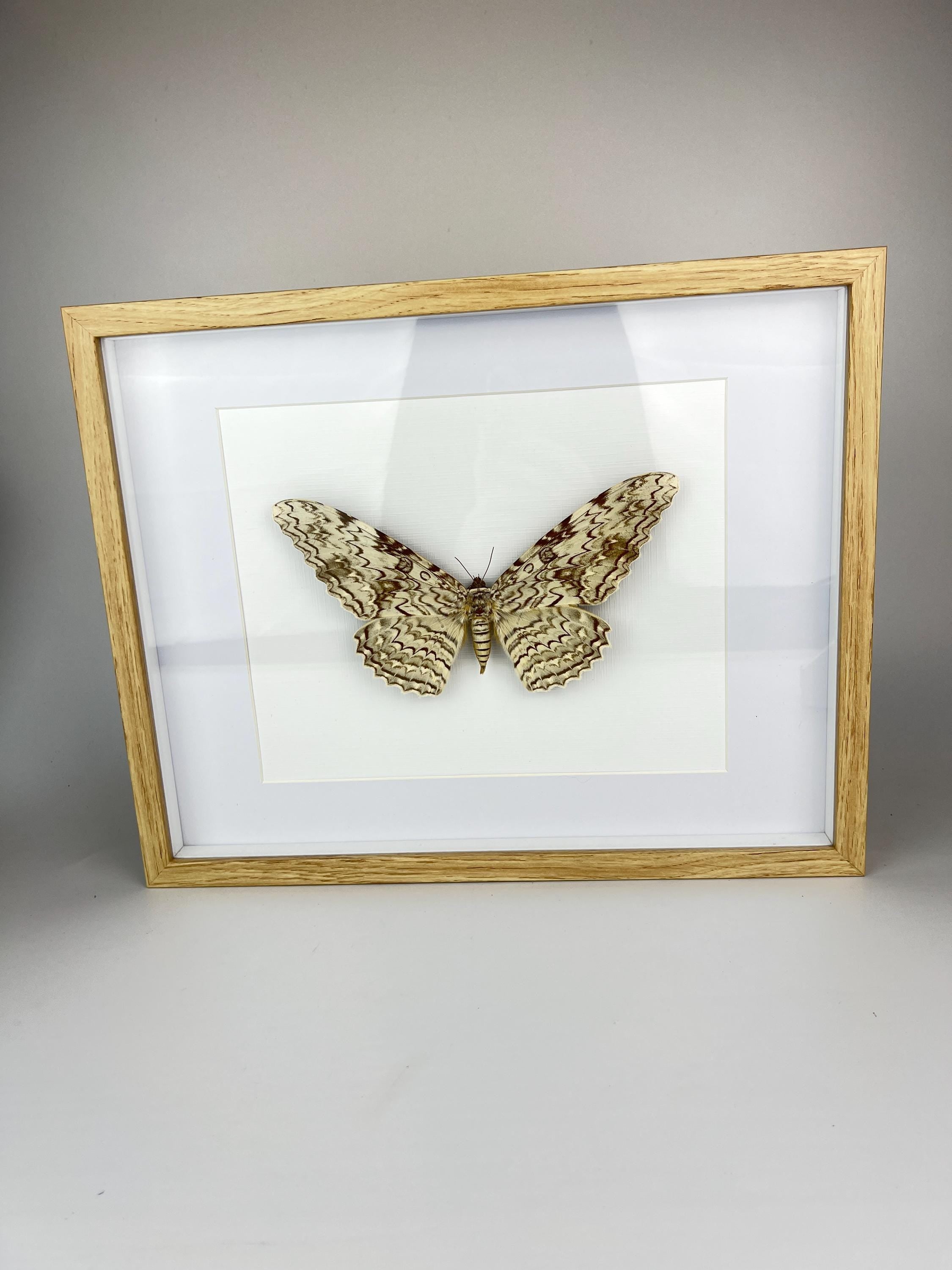 Antieke Thysania Agrippina Mot uit 1968 in lijst (White Witch Moth / Ghost Moth / Great Owlet Moth)