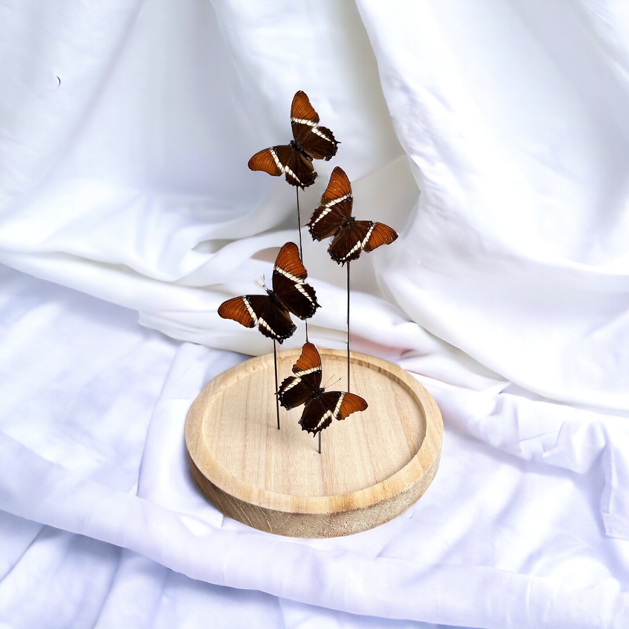 Siproeta Epaphus in einer Glasglocke