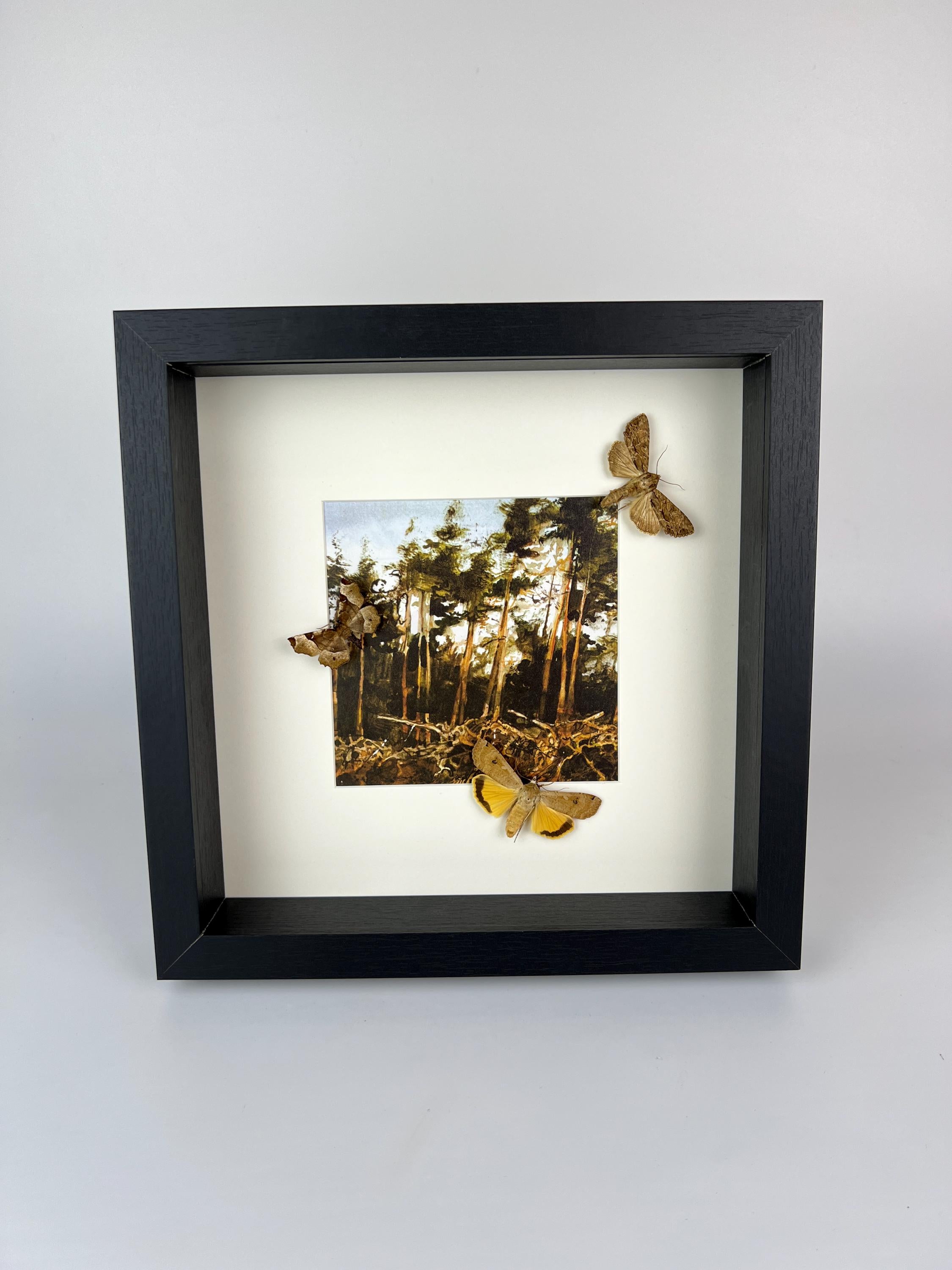 Motten auf Druck in einem Rahmen