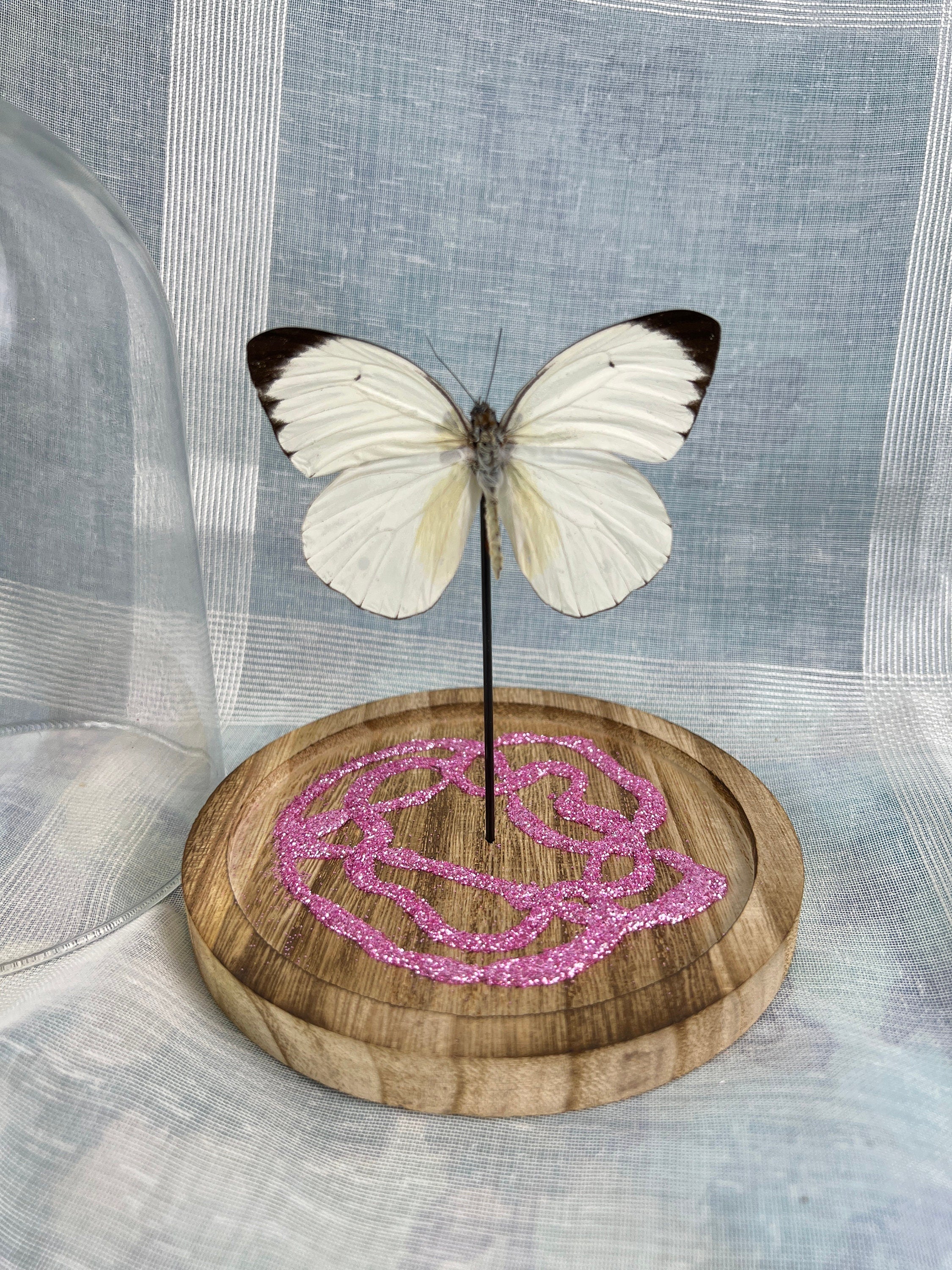 Echte vlinder | Ascia Bunaie met roze glitter element in stolp (17x13cm)