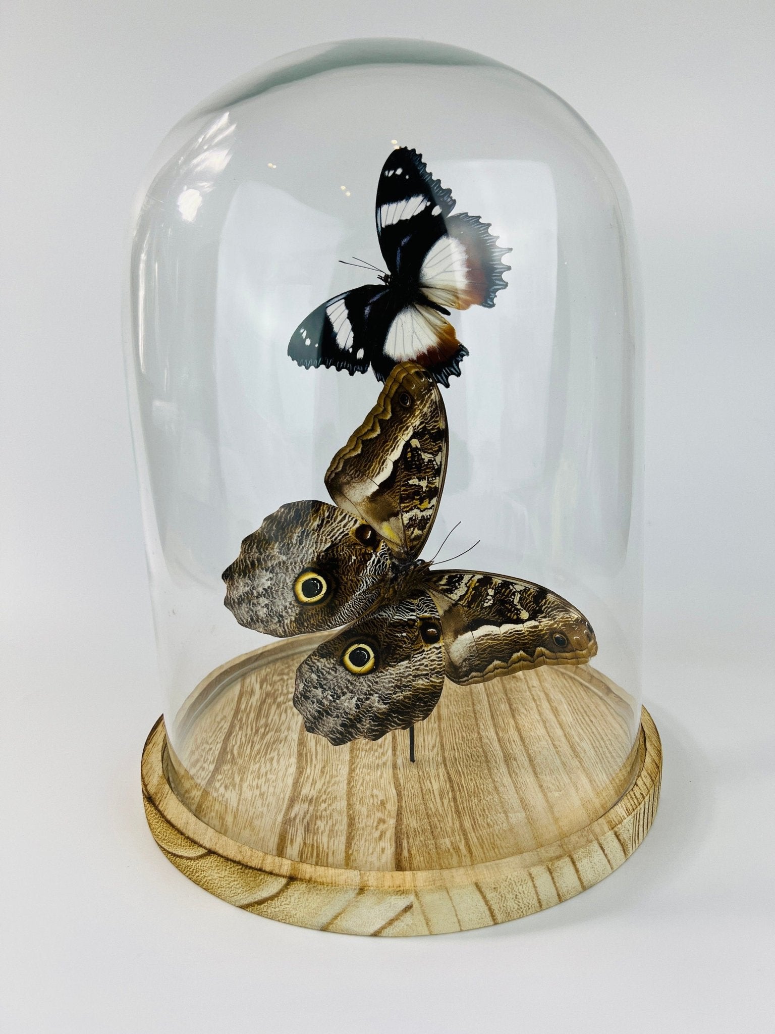 Hypolimnas Dexithea en Caligo in stolp by KEY LIME STORE