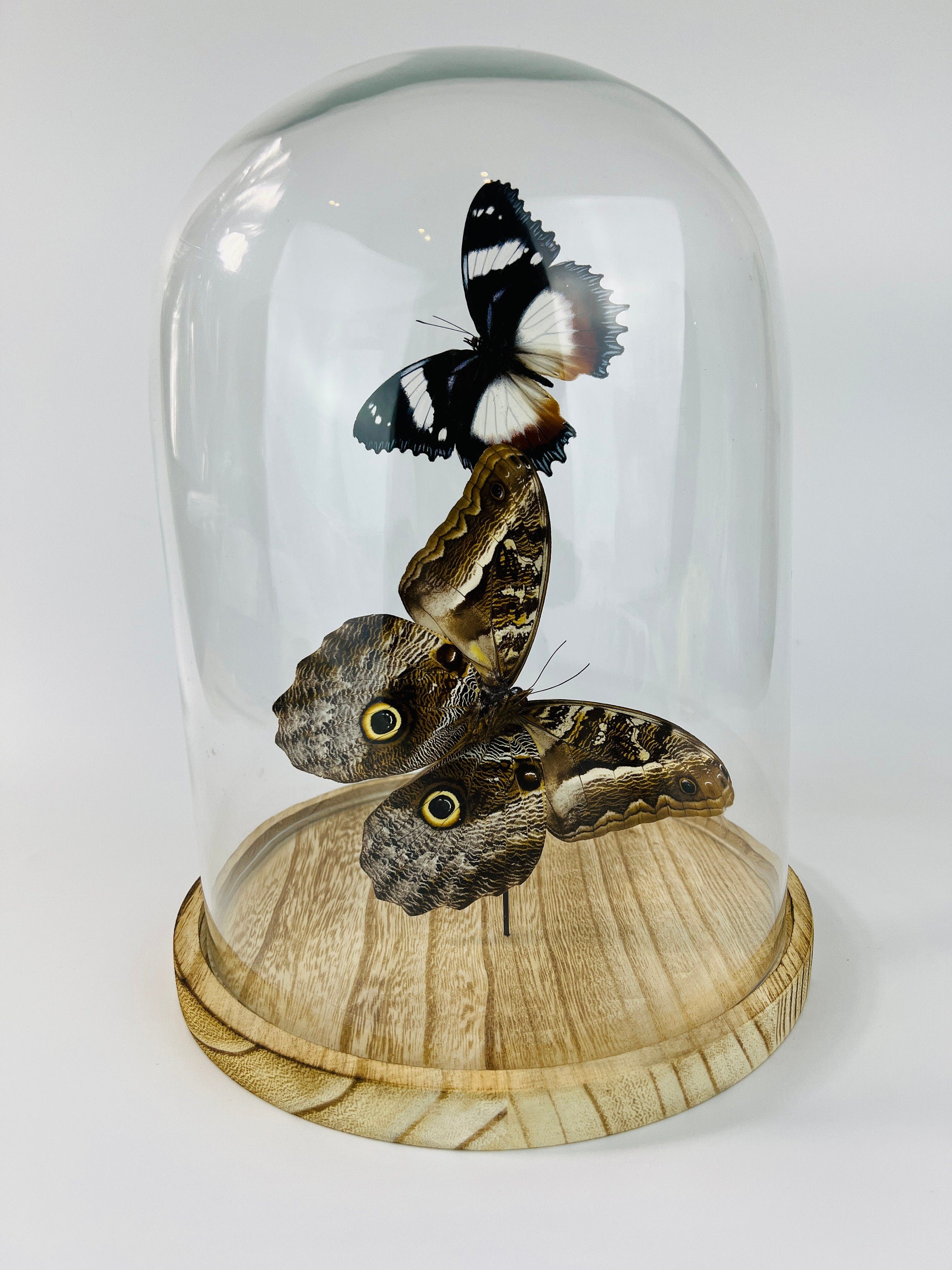 Hypolimnas Dexithea en Caligo in stolp