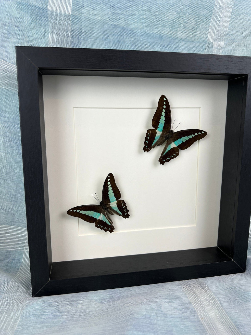 Graphium Sarpedon im Rahmen von KEY LIME STORE