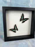 Graphium Sarpedon im Rahmen von KEY LIME STORE