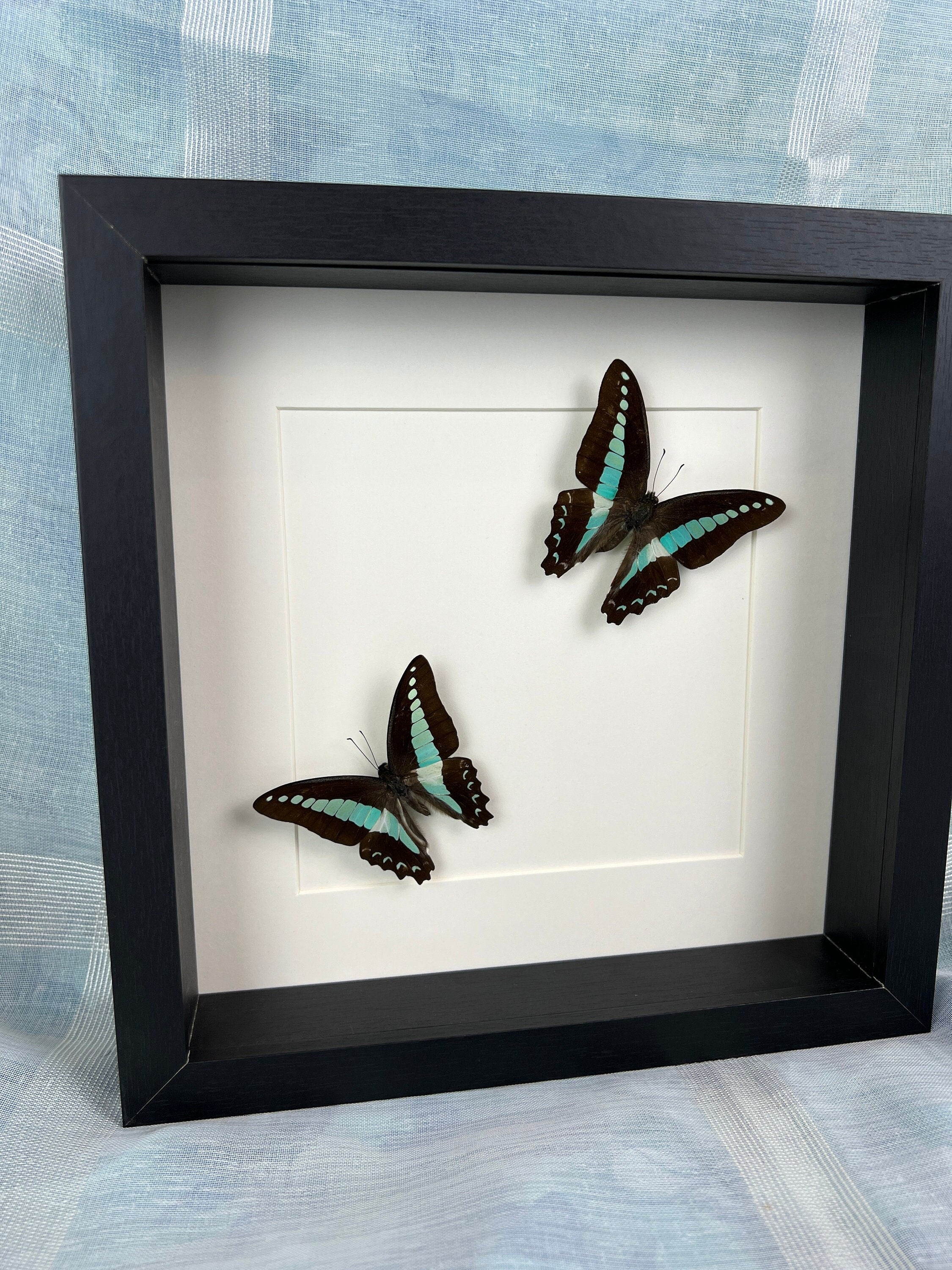 Echte vlinder Graphium Sarpedon in lijst 25x25cm