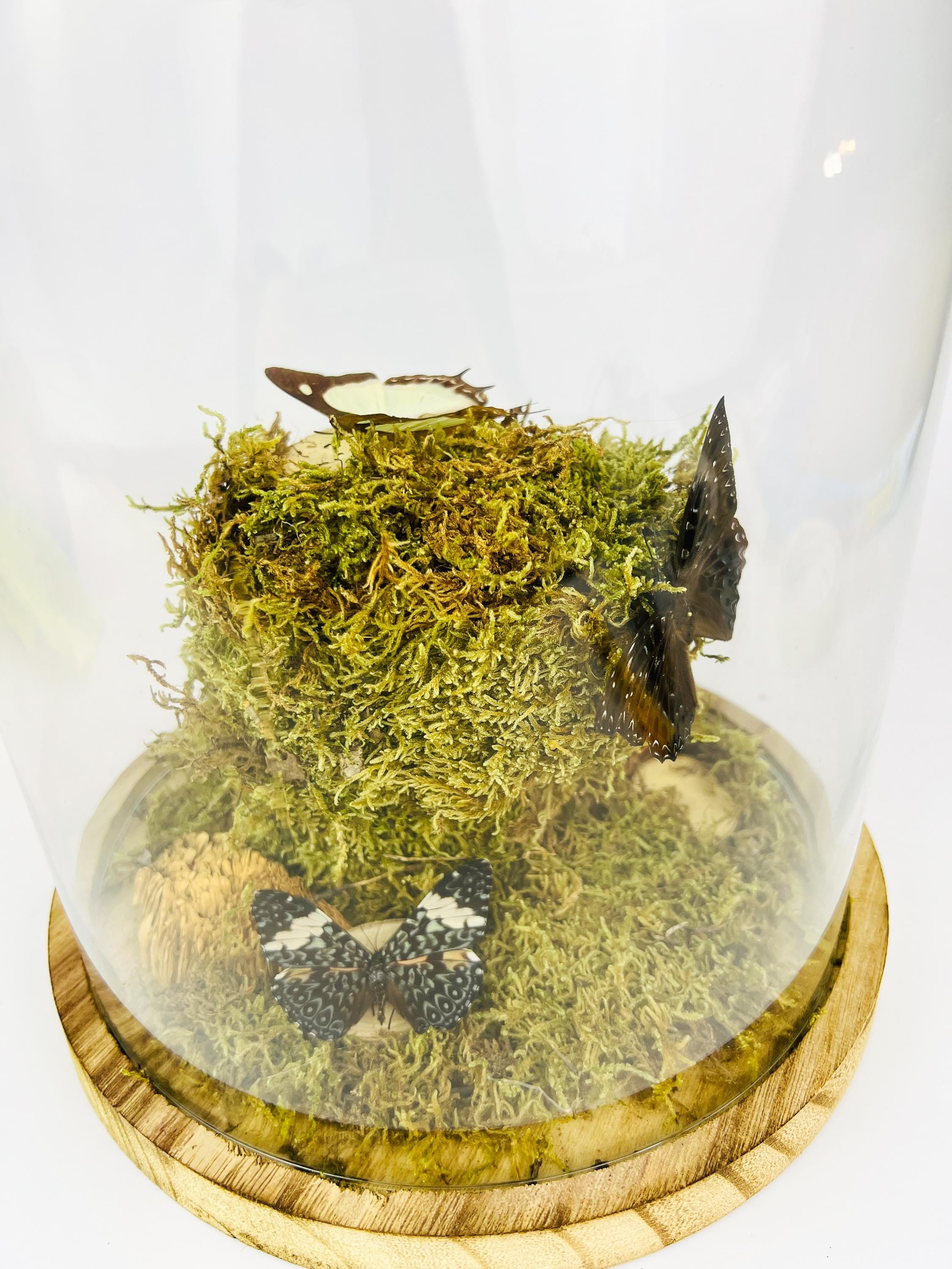 Polyura Athamas, Dichorragia Ninus en Hamadryas Amphinome in stolp