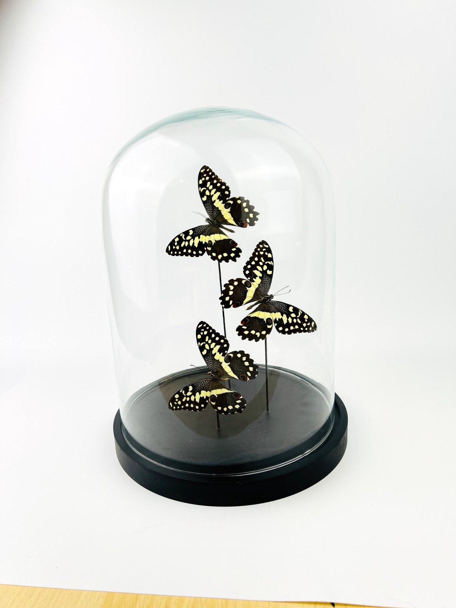 Papilio Demodocus in einer Glasglocke von KEY LIME STORE