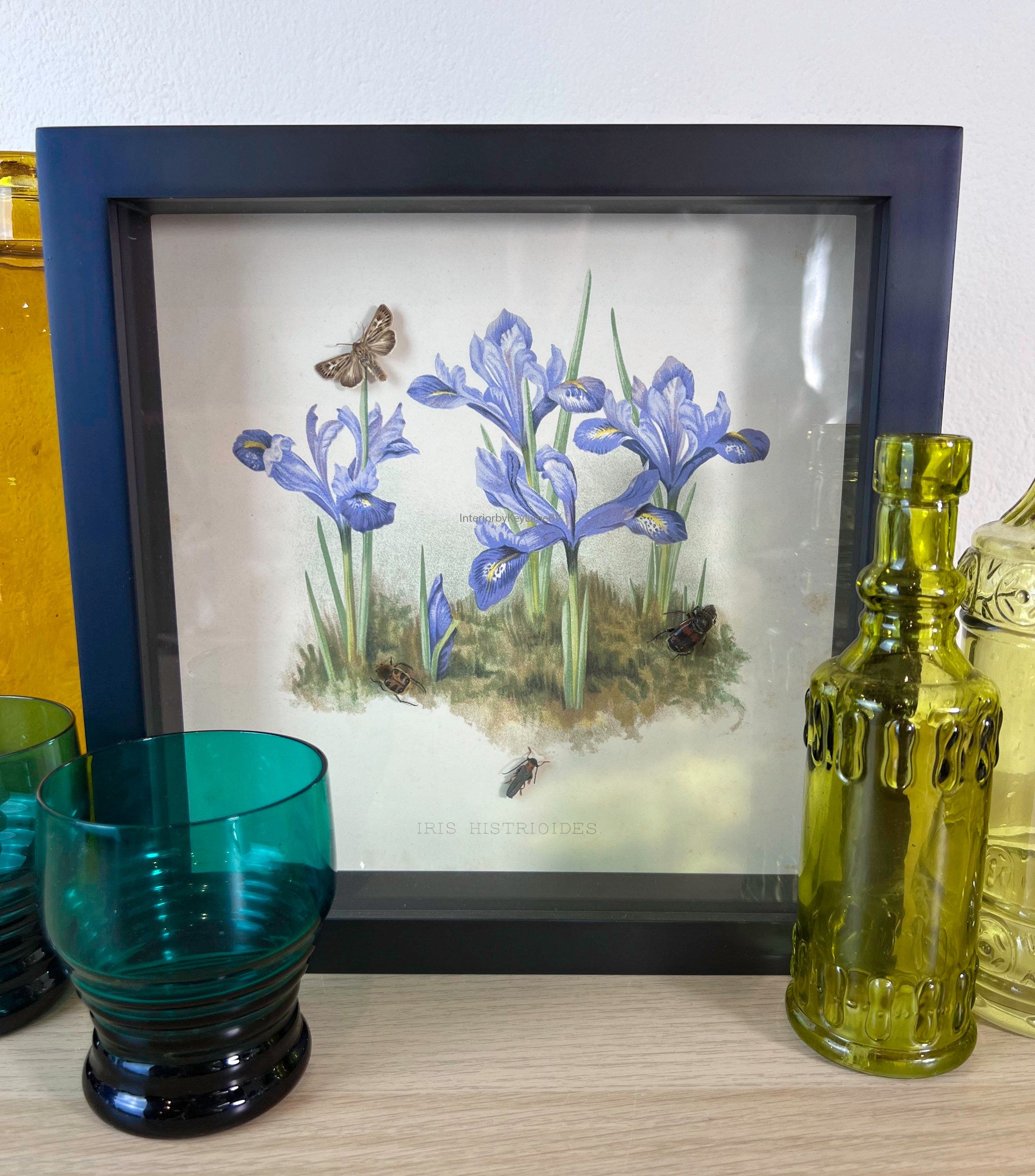 Insecten op print in lijst