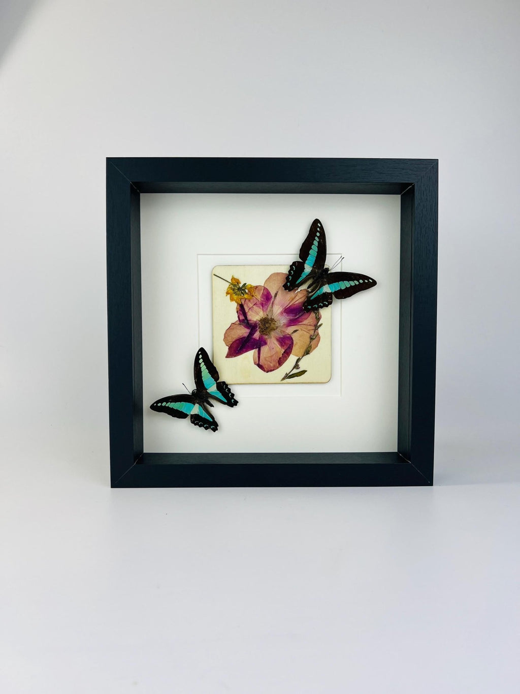 Graphium Sarpedon mit Trockenblumen auf MDF in einem Rahmen von KEY LIME STORE