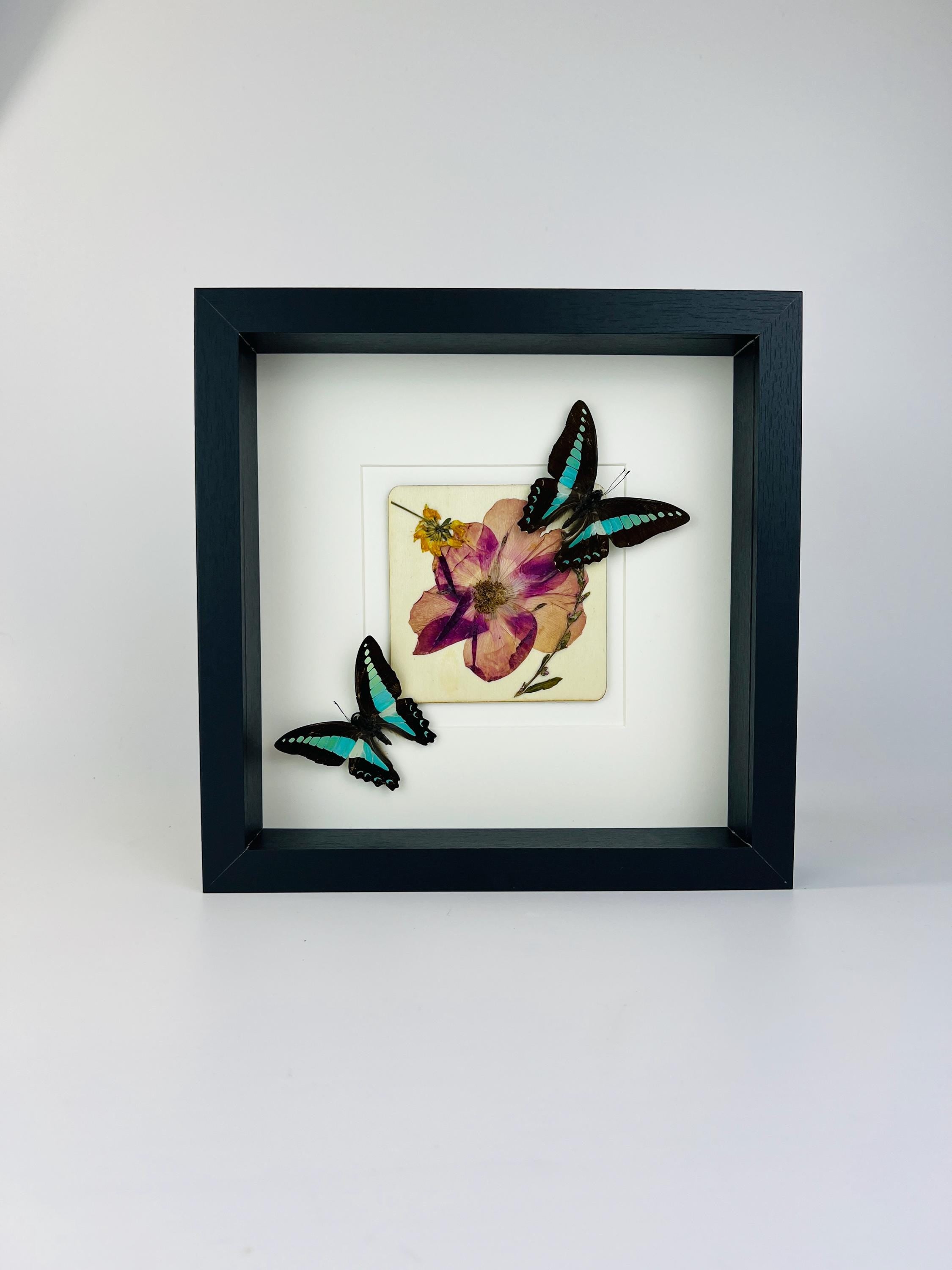 Graphium Sarpedon mit Trockenblumen auf MDF in einem Rahmen