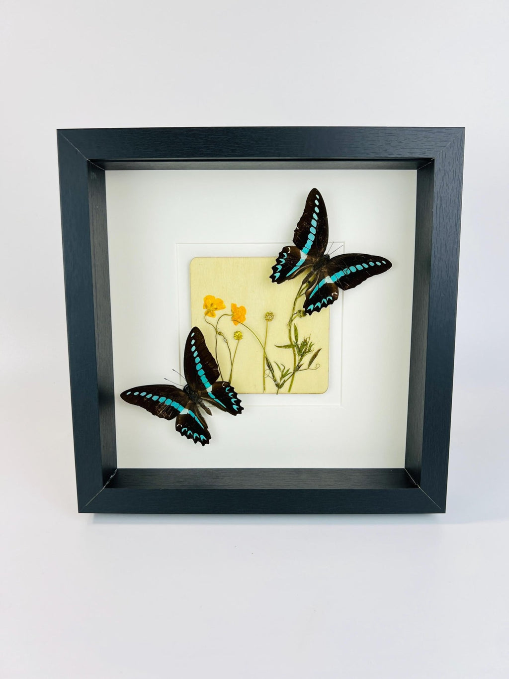 „Graphium Sarpedon“ und „Wildflower“ im Rahmen von KEY LIME STORE