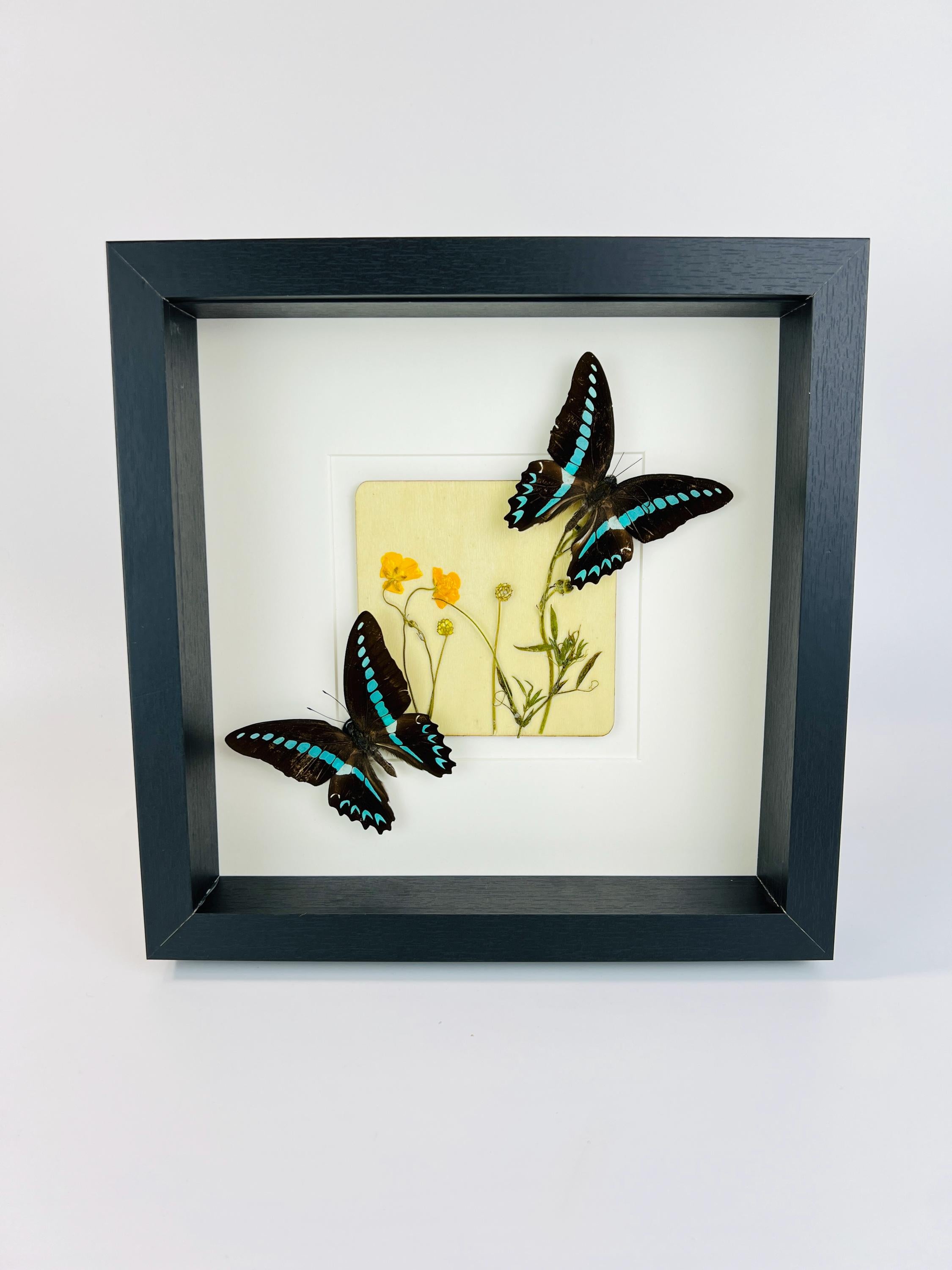 „Graphium Sarpedon“ und „Wildflower“ gerahmt