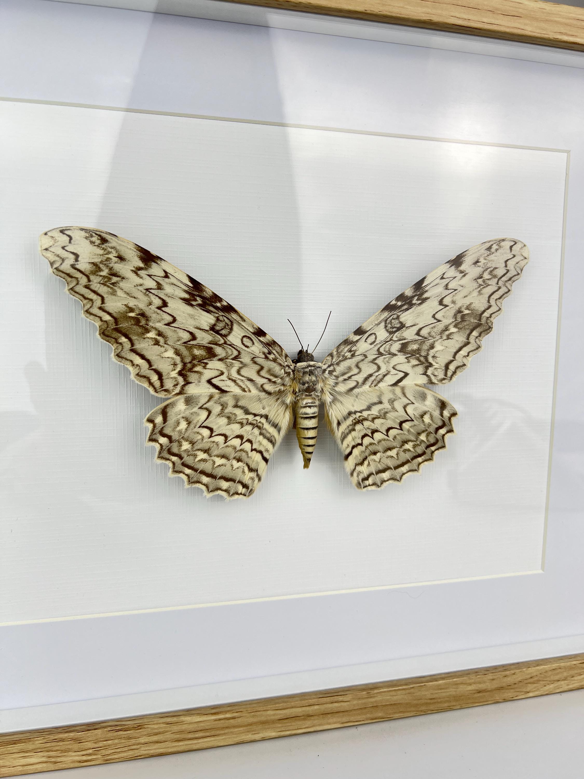 Antieke Thysania Agrippina Mot uit 1968 in lijst (White Witch Moth / Ghost Moth / Great Owlet Moth)