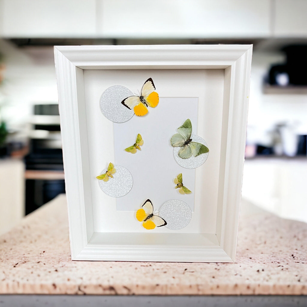 Schmetterlinge im Rahmen von KEY LIME STORE