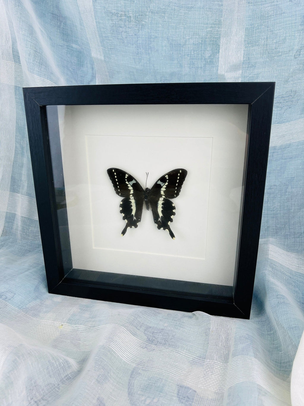 Papilio Delalandei in einem Rahmen von KEY LIME STORE