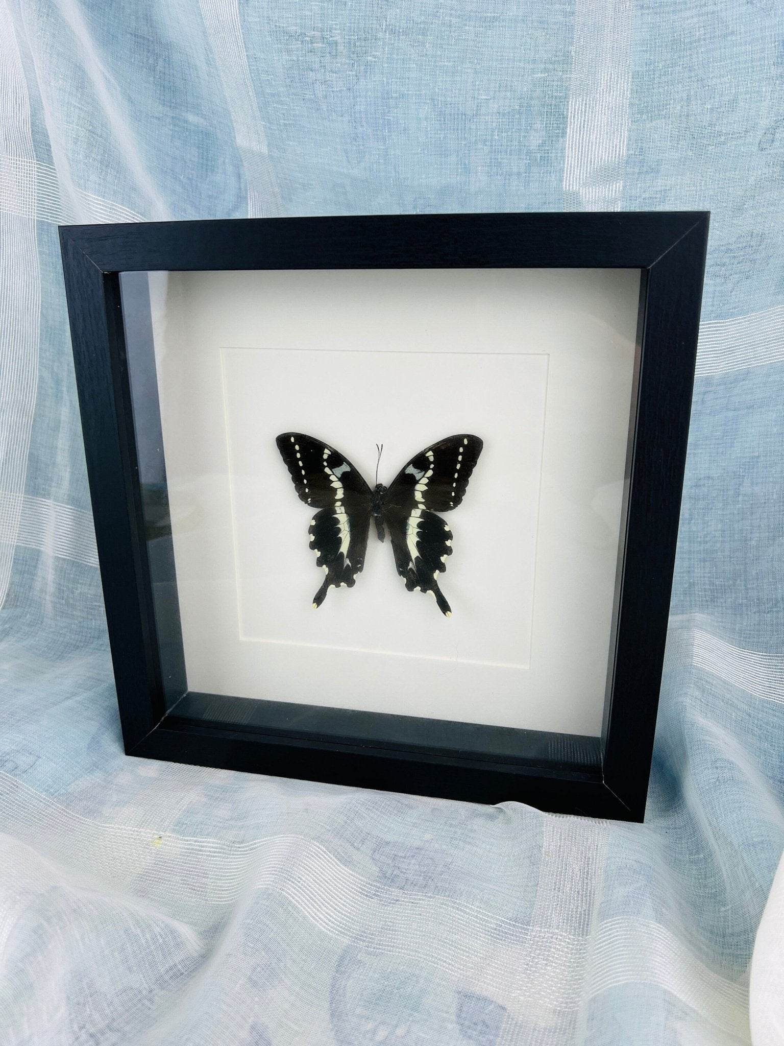 Papilio Delalandei in lijst by KEY LIME STORE
