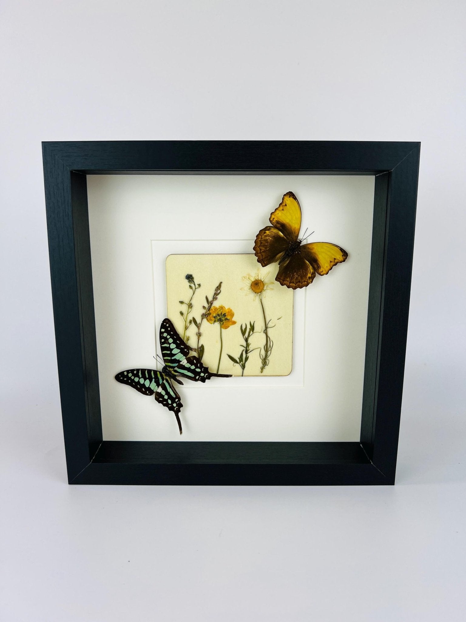 Graphium und Cymothoe Haynac mit Trockenblumen auf MDF in einem Rahmen von KEY LIME STORE