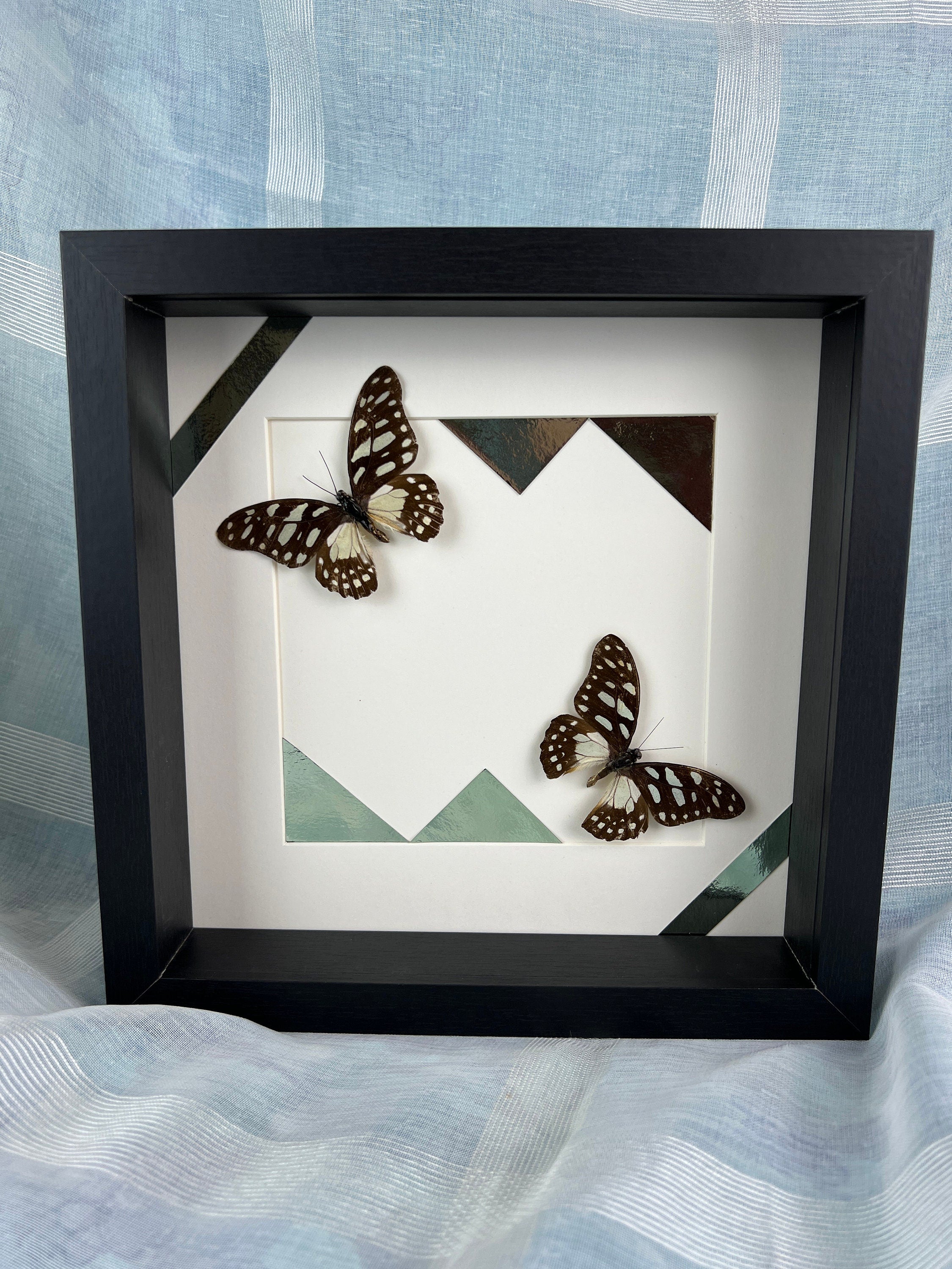 Graphium Leonidas op print in lijst