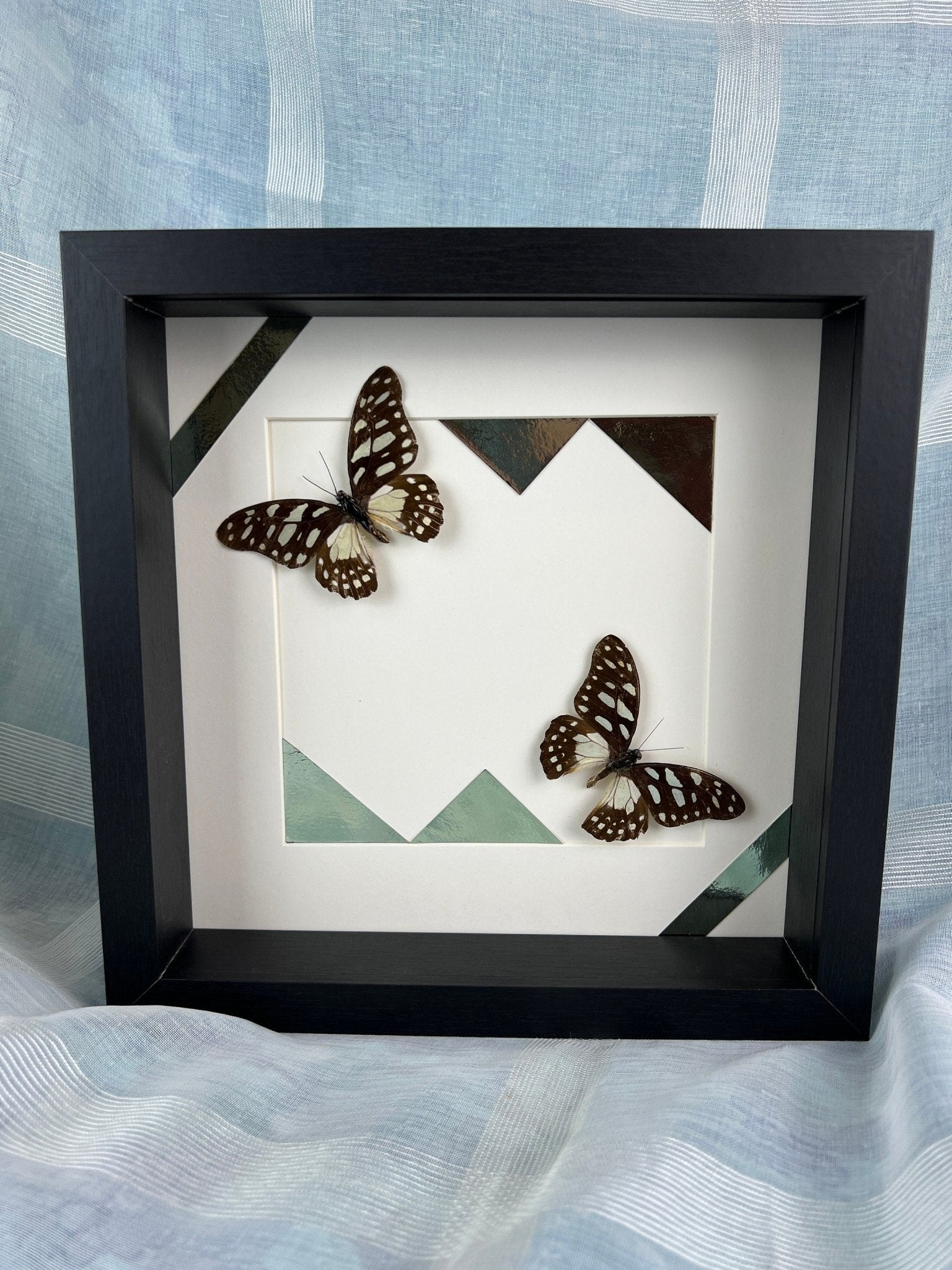 Graphium Leonidas als Druck in einem Rahmen von KEY LIME STORE