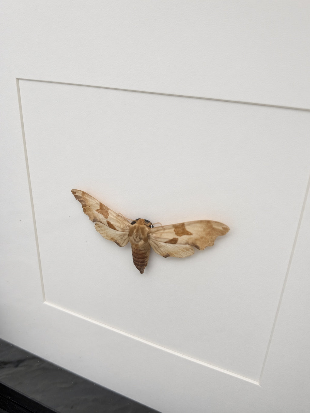 A close-up view of a brown and white moth resting on a white surface.