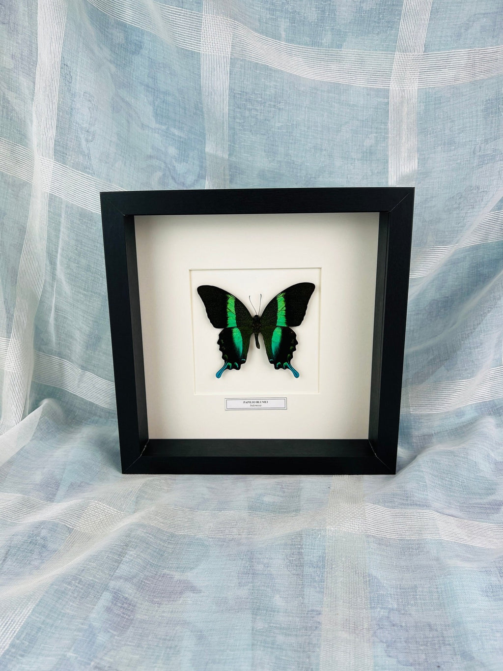 Papilip Blumei mit Namensschild in einem Rahmen von KEY LIME STORE
