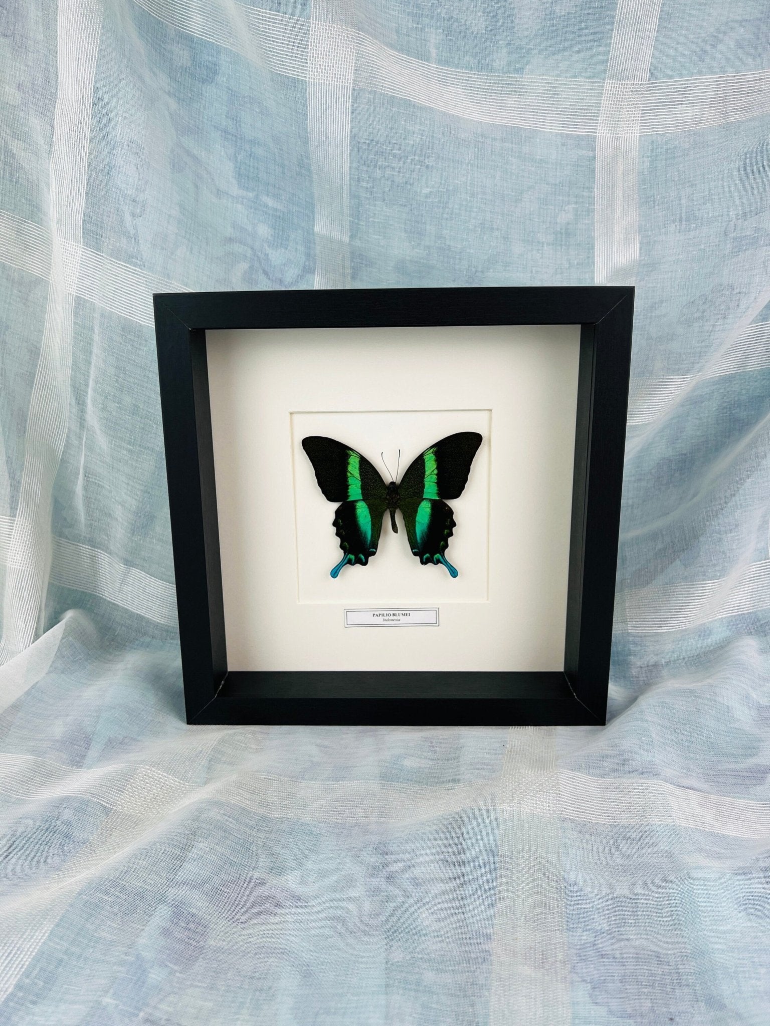 Papilip Blumei mit Namensschild in einem Rahmen von KEY LIME STORE
