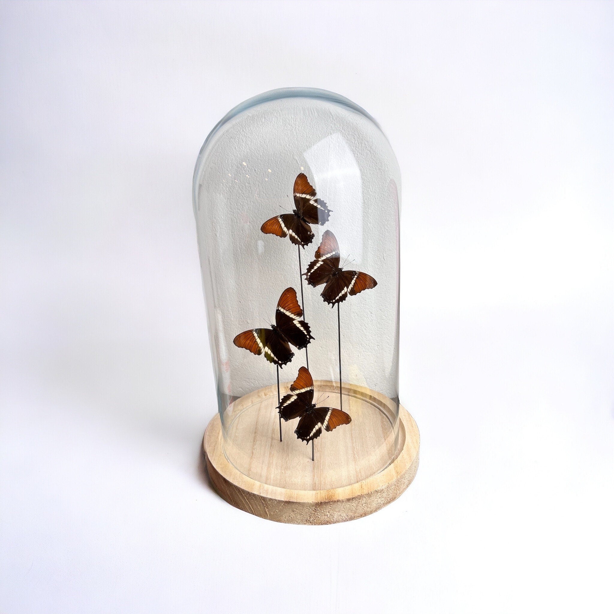 Real butterflies Siproeta Epaphus in extra large dome