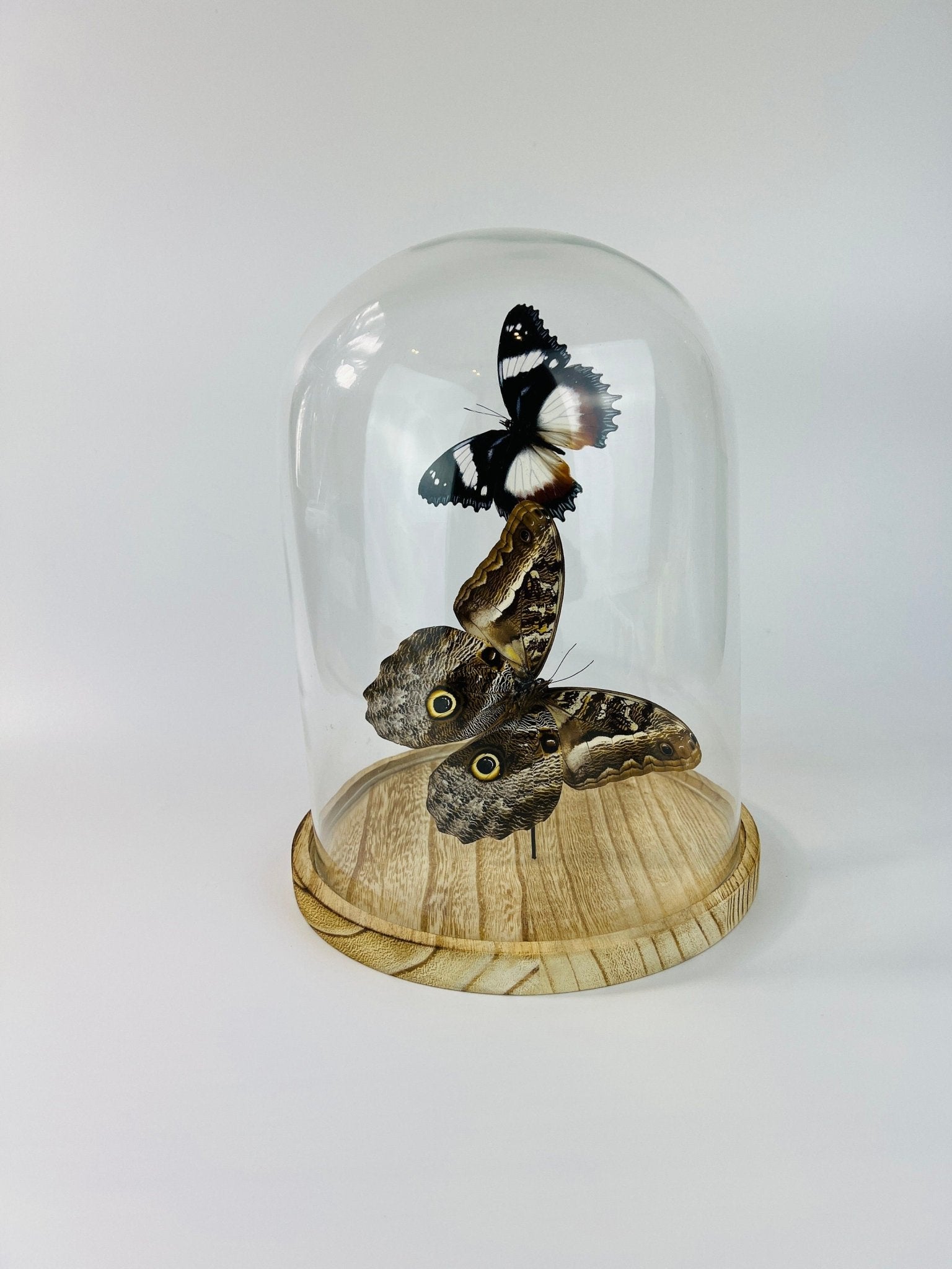 Hypolimnas Dexithea en Caligo in stolp by KEY LIME STORE