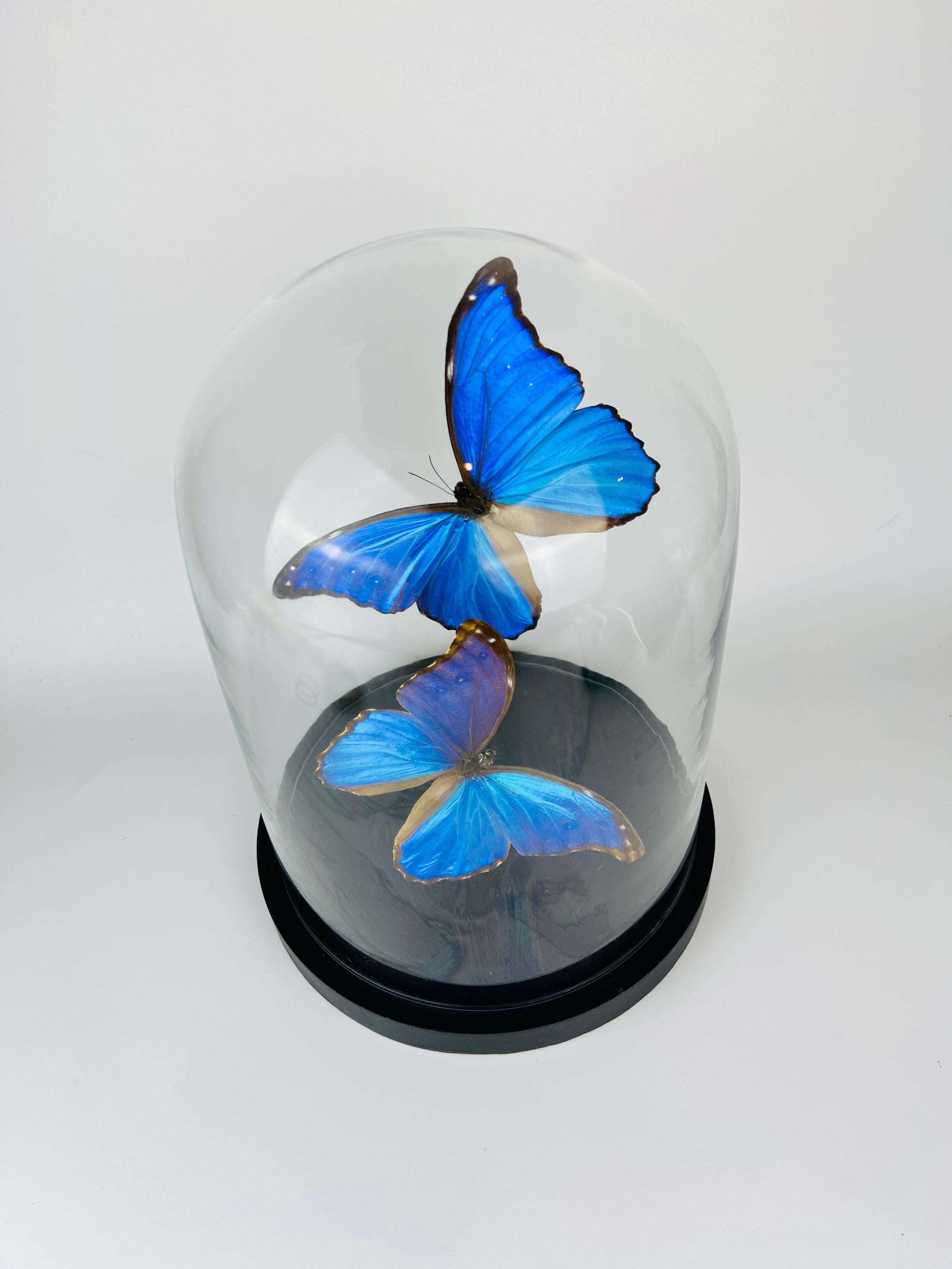 Echte vlinders Morpho Didius in glazen koepel – 31 x 23 cm