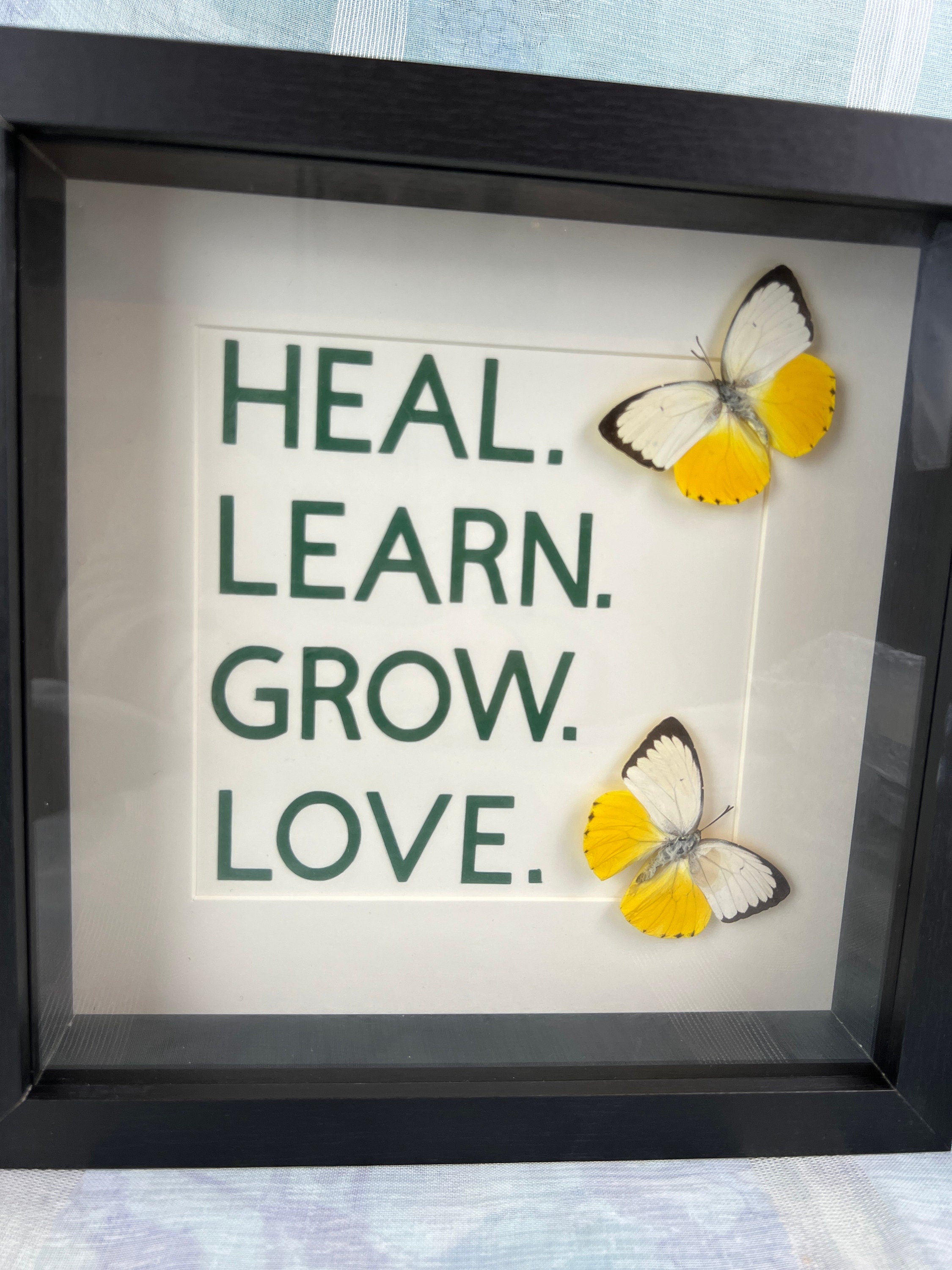 Catopsilia Scylla mit Text in einem Rahmen