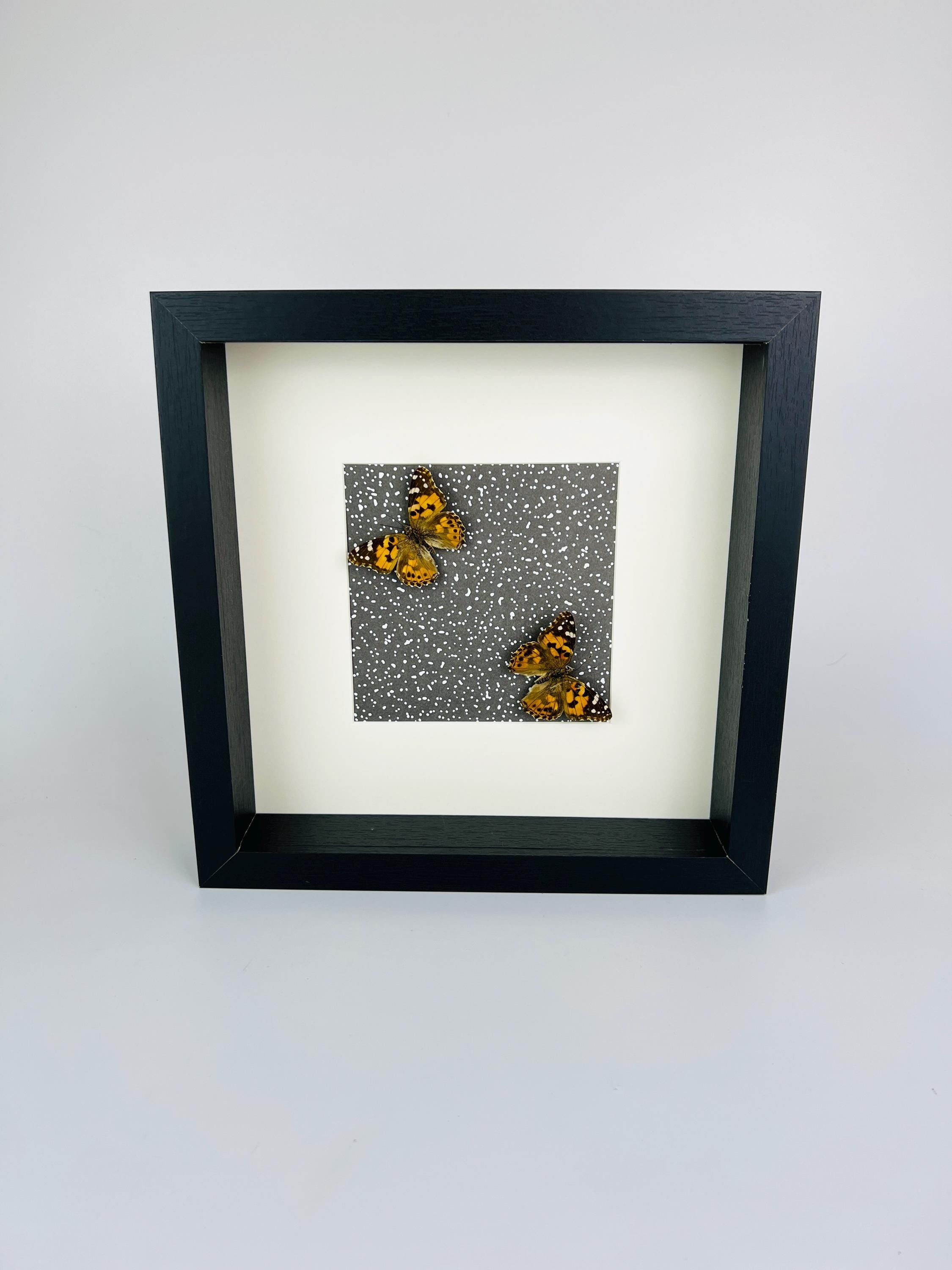 Vanessa Cardui op print in lijst