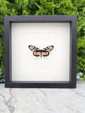 A framed image of a butterfly with intricate patterns on its wings is displayed against a backdrop of lush greenery.