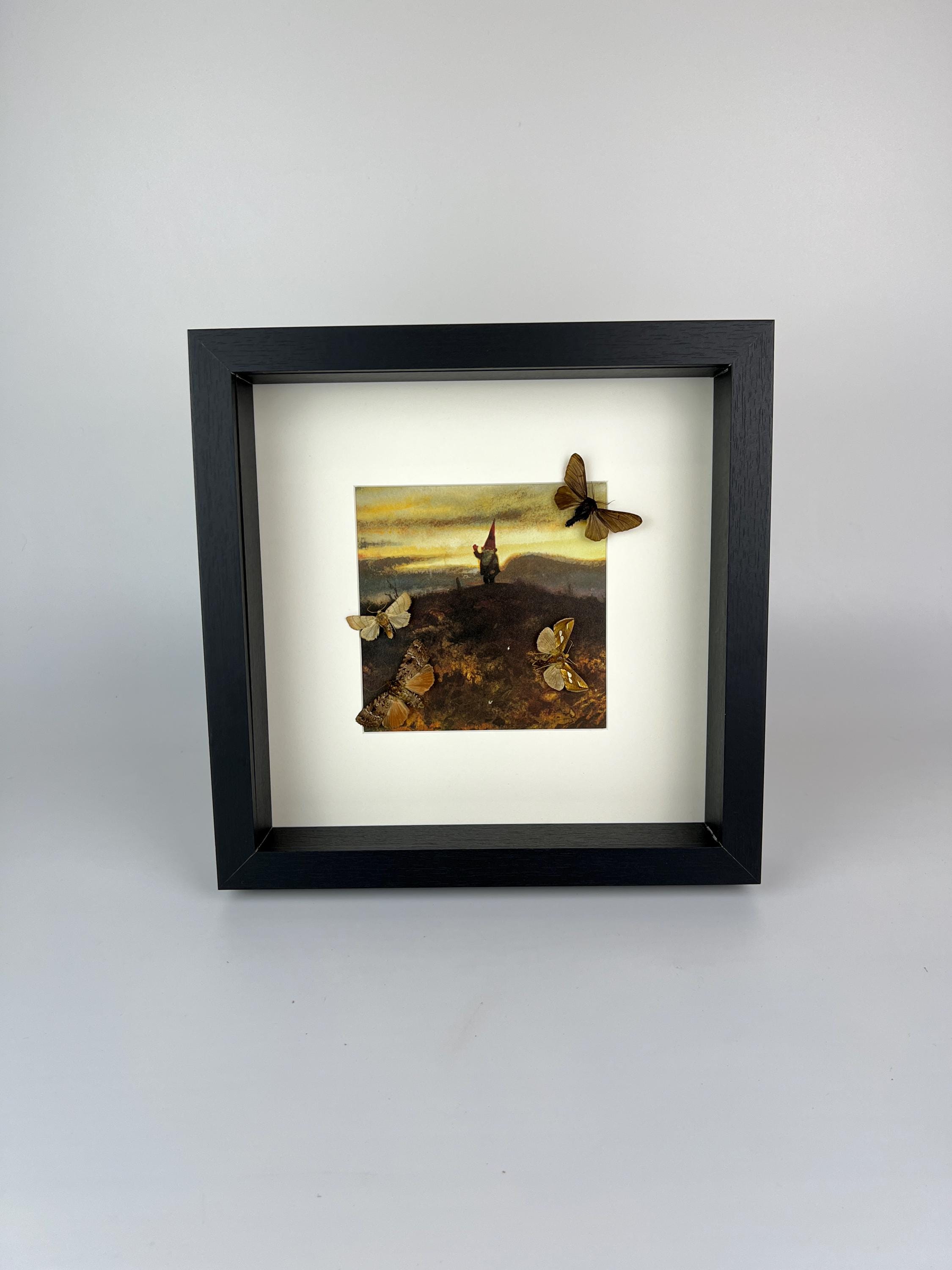 Motten und Schmetterlinge als Druck in einem Rahmen