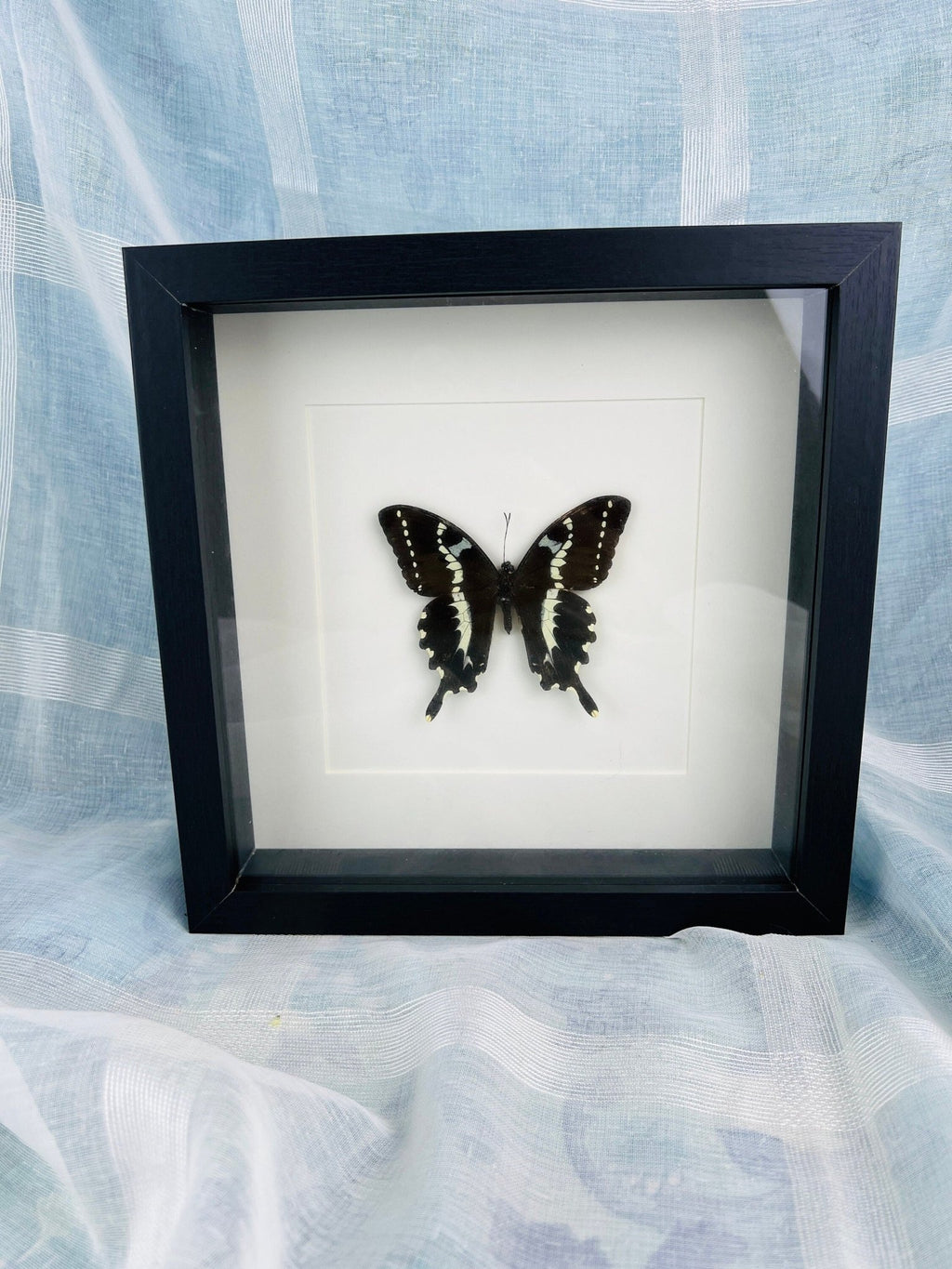 Papilio Delalandei in einem Rahmen von KEY LIME STORE