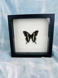 Papilio Delalandei in einem Rahmen von KEY LIME STORE