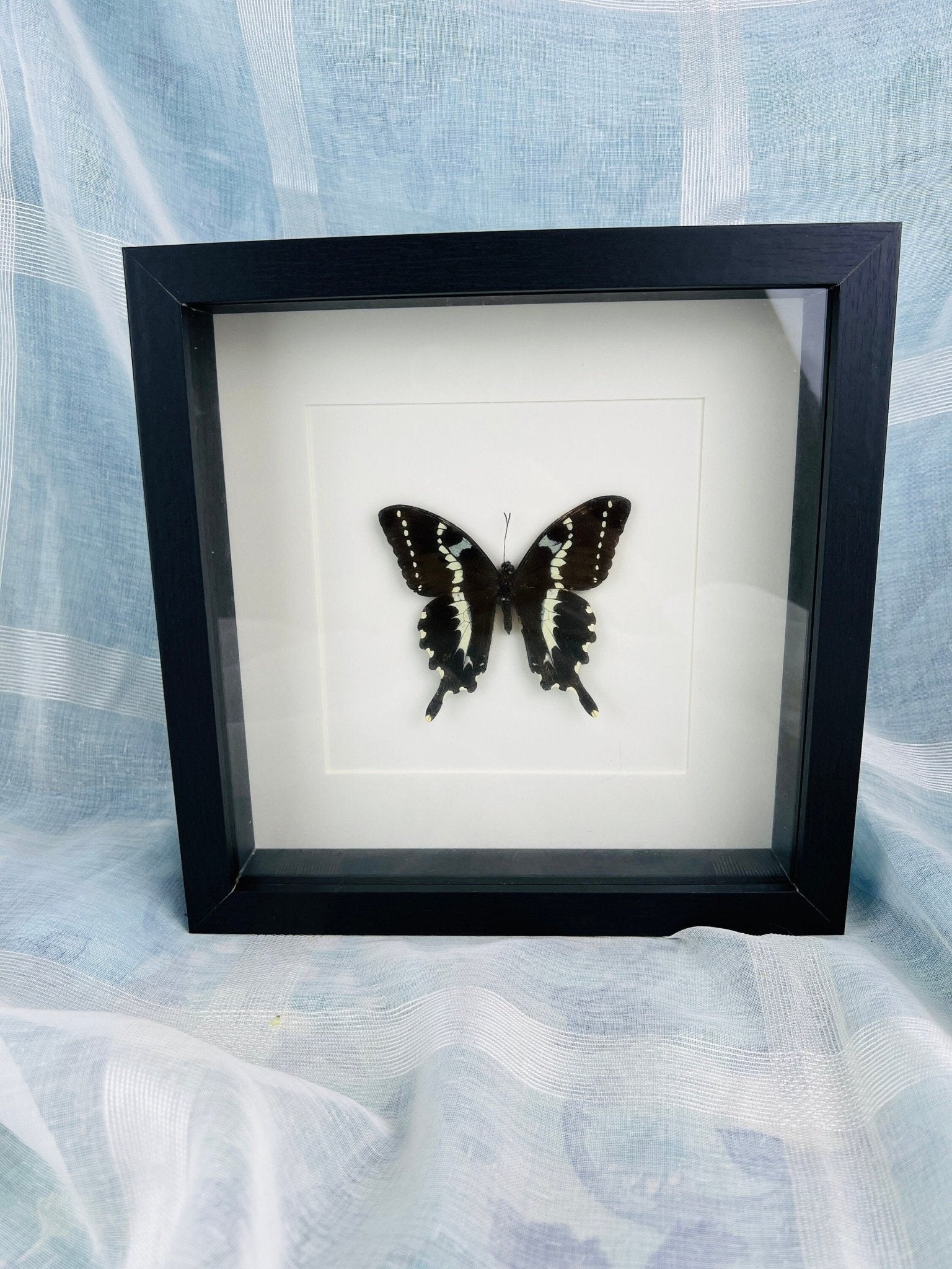 Papilio Delalandei in lijst by KEY LIME STORE