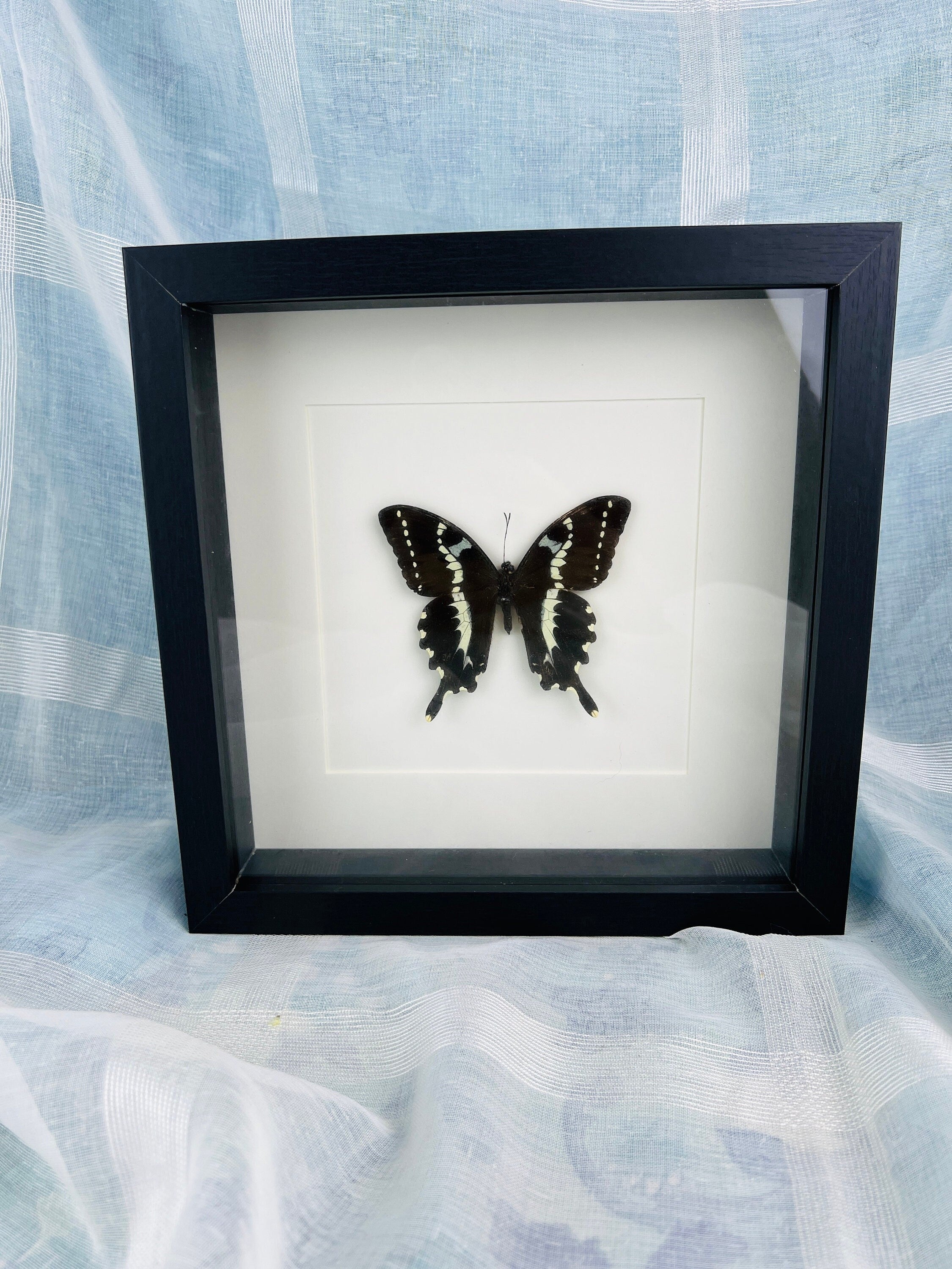 Papilio Delalandei in lijst