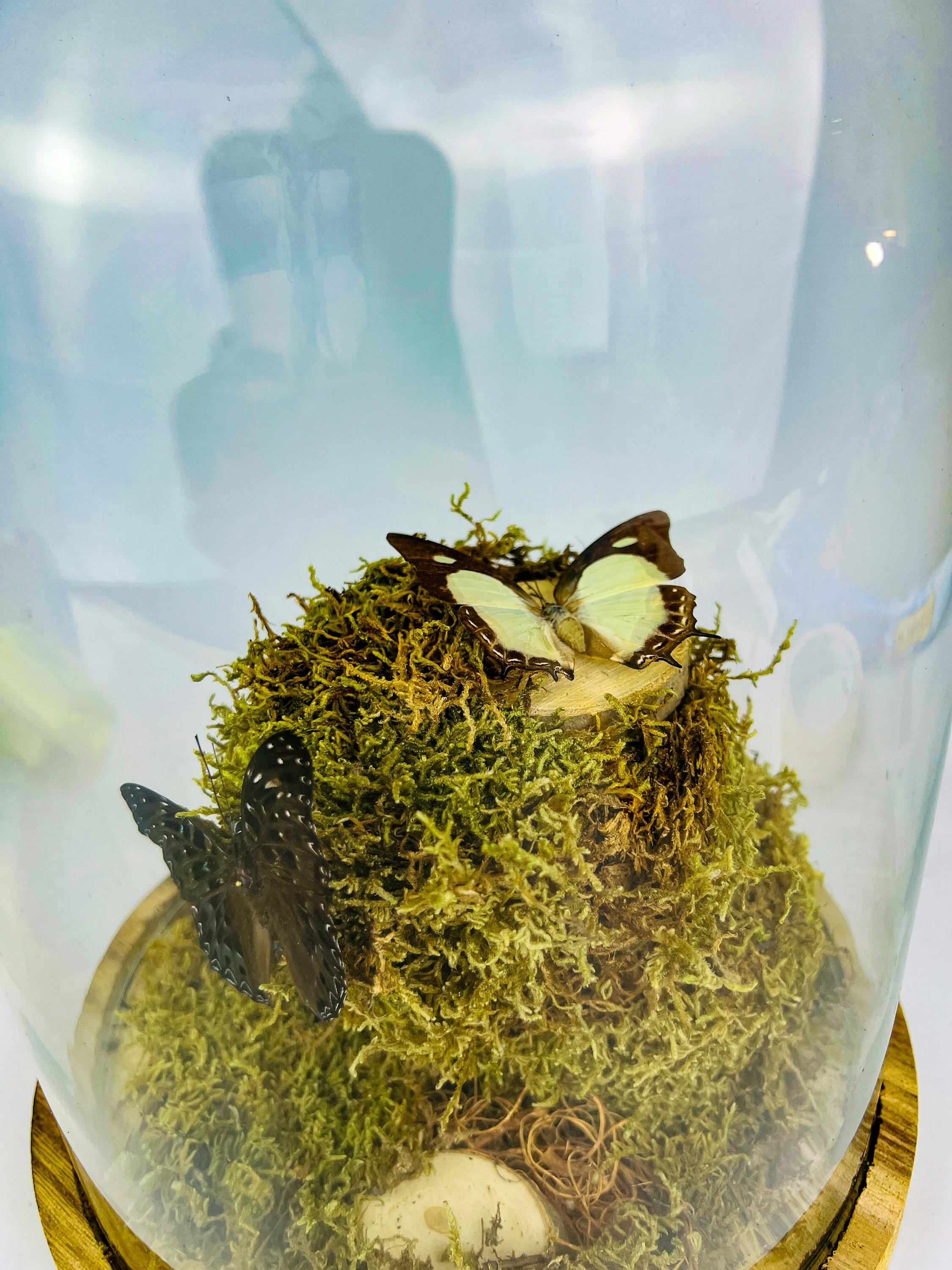 Polyura Athamas, Dichorragia Ninus en Hamadryas Amphinome in stolp