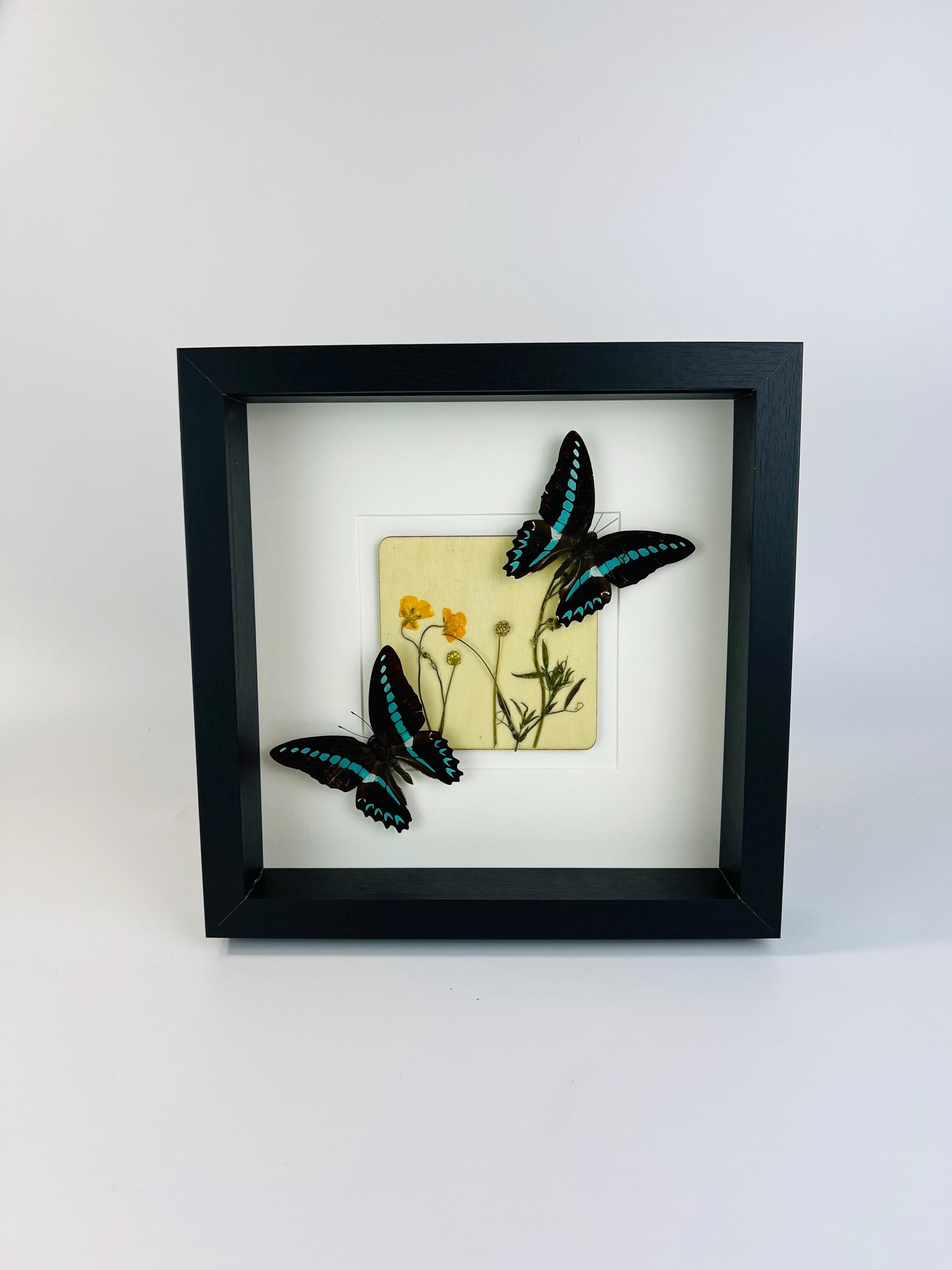 „Graphium Sarpedon“ und „Wildflower“ gerahmt