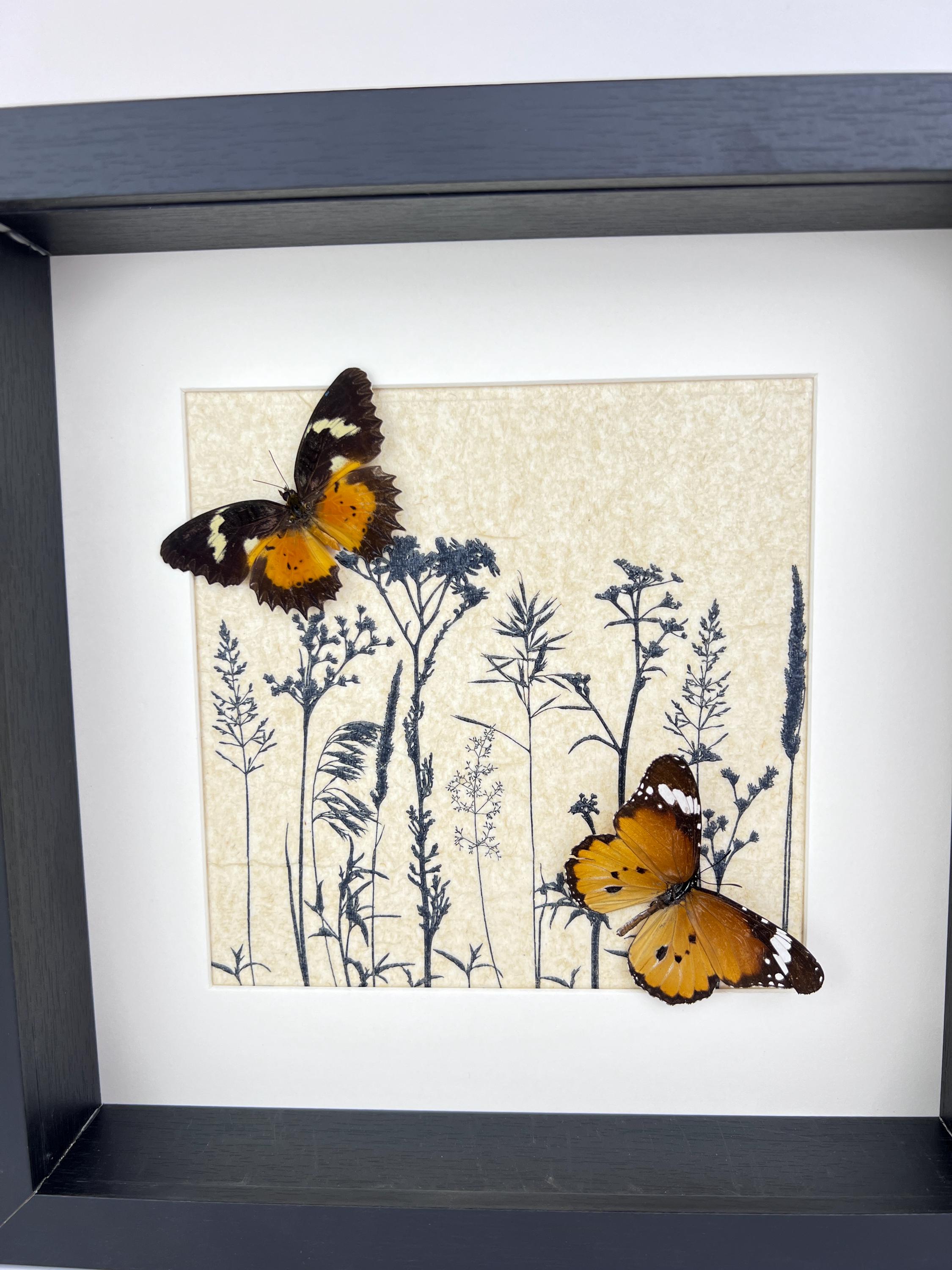 Cethosia hypsea und Danaus chrysippus in einem Rahmen