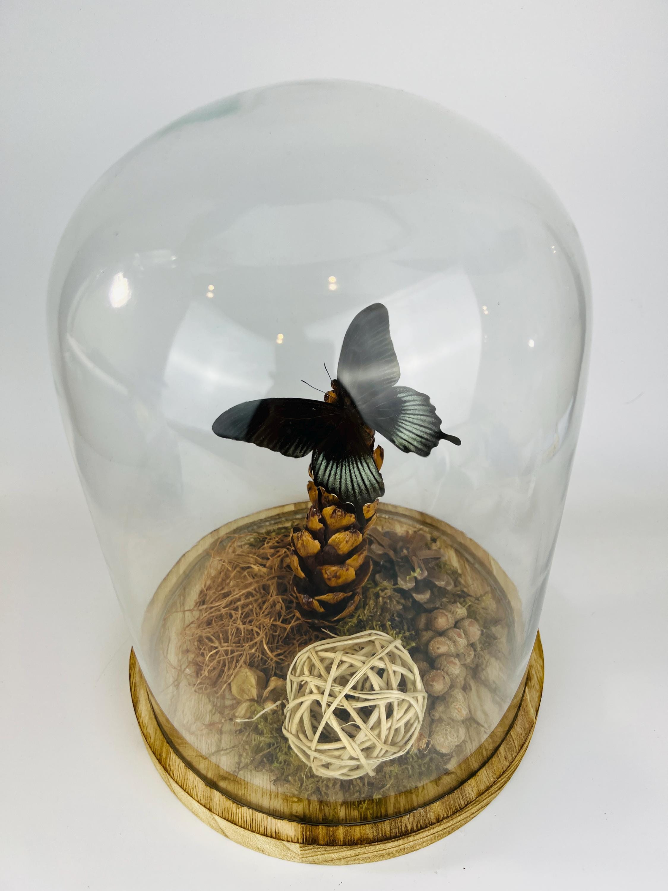 Echte vlinder | Papilio Lowi in stolp (31x23cm)