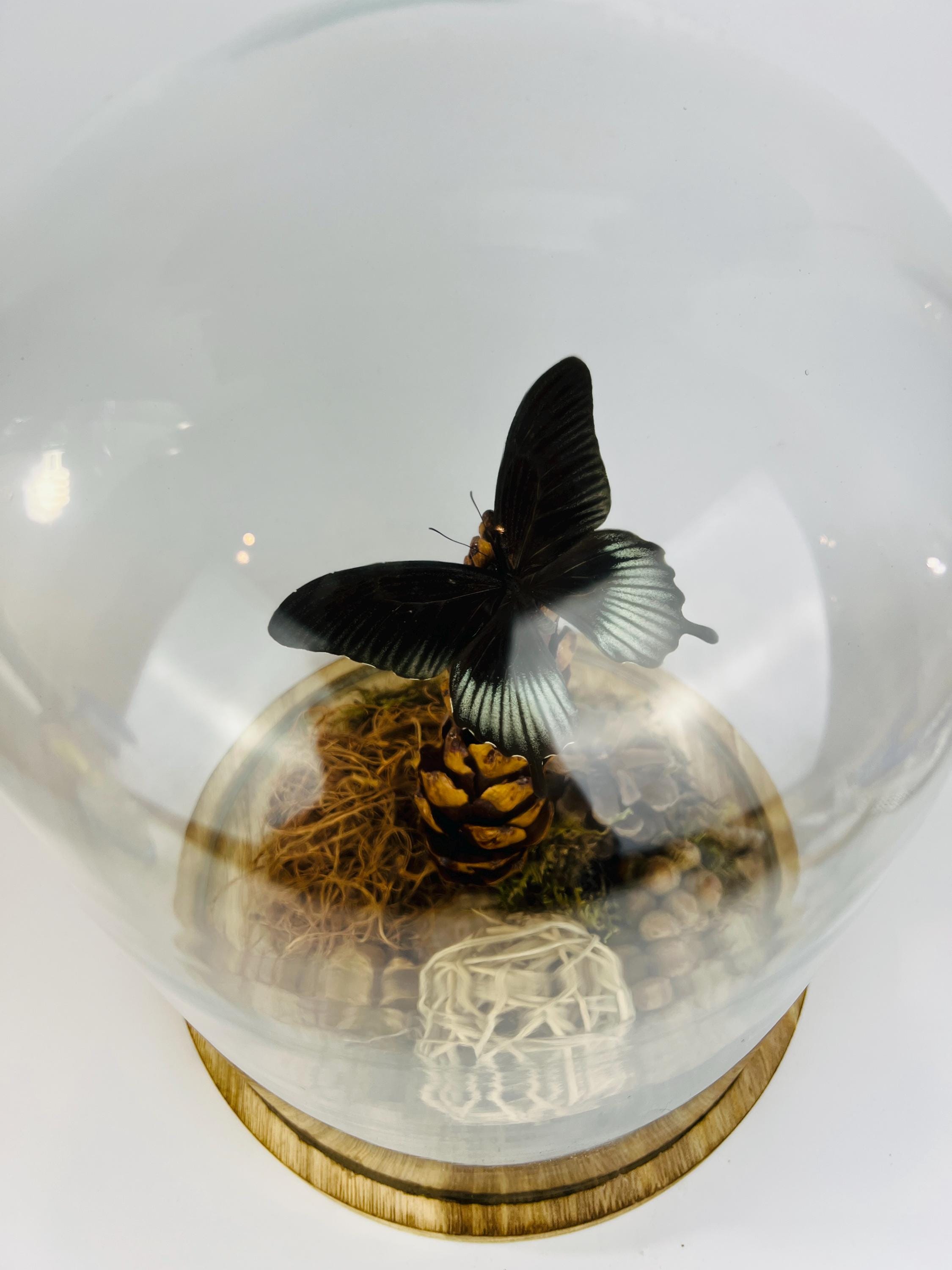 Echte vlinder | Papilio Lowi in stolp (31x23cm)