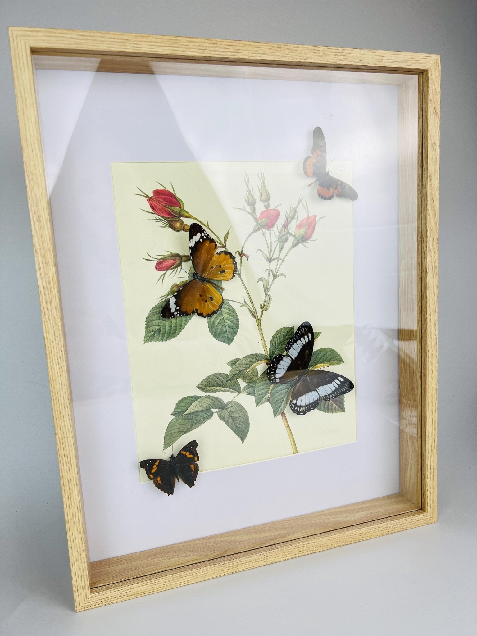 Echte vlinders op botanische print in lijst by KEY LIME STORE