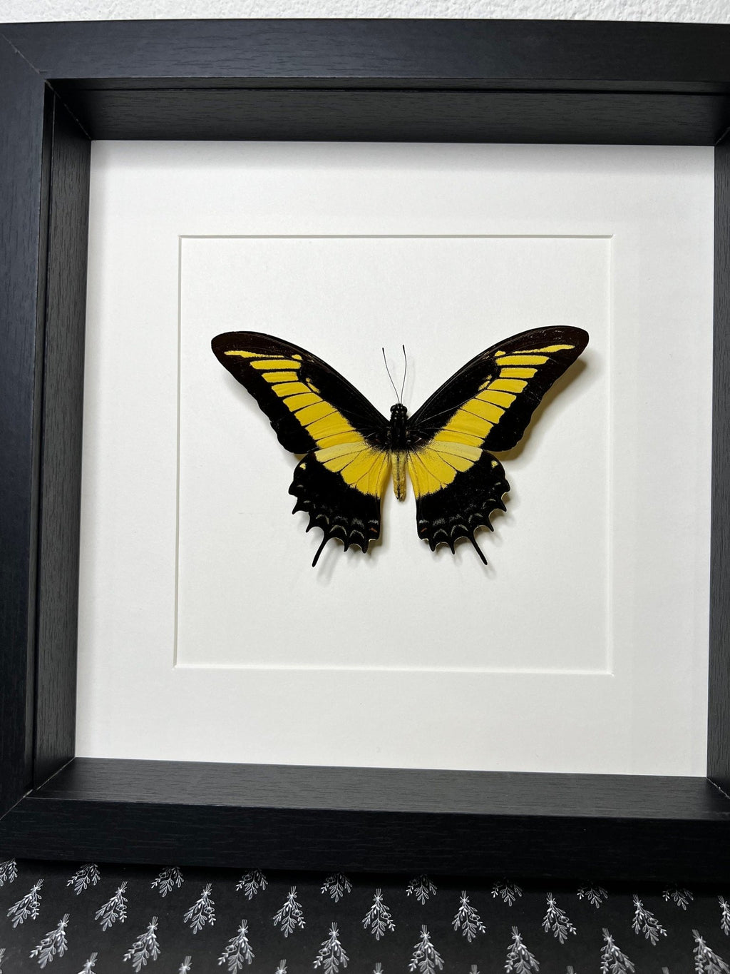 Papilio Androgeus in einem Rahmen von KEY LIME STORE