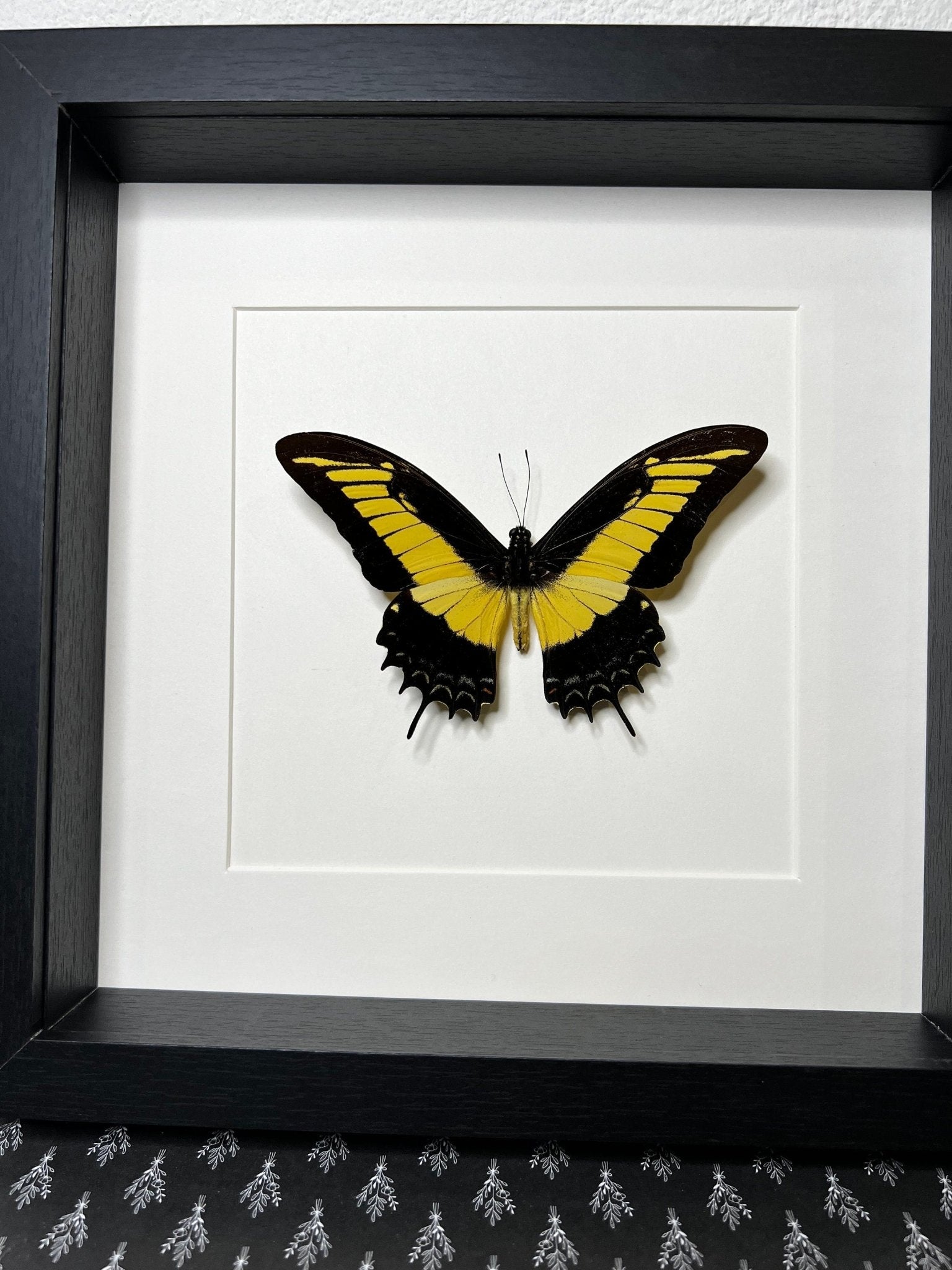 Papilio Androgeus in einem Rahmen von KEY LIME STORE