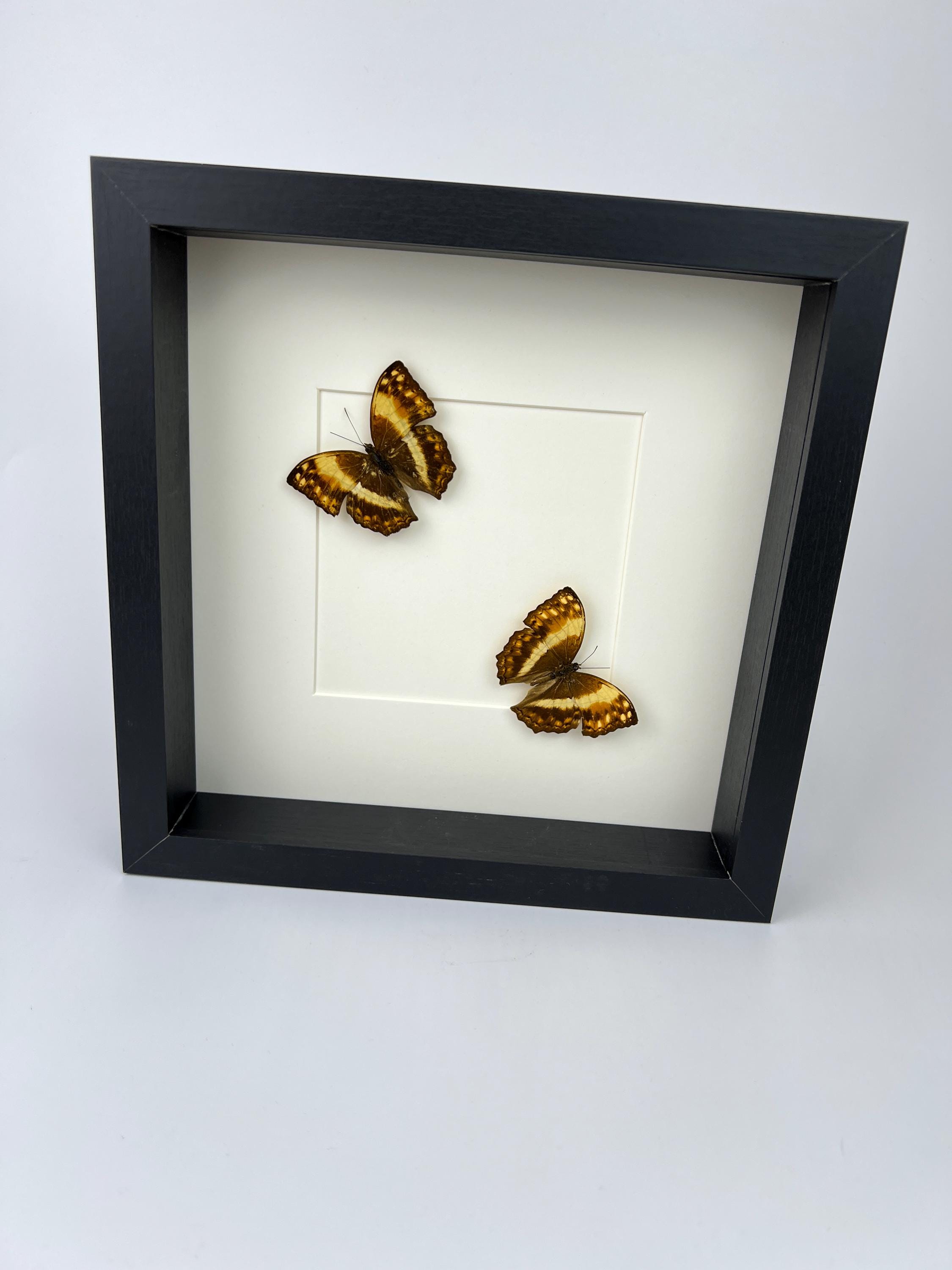 Harma Theobene gerahmt