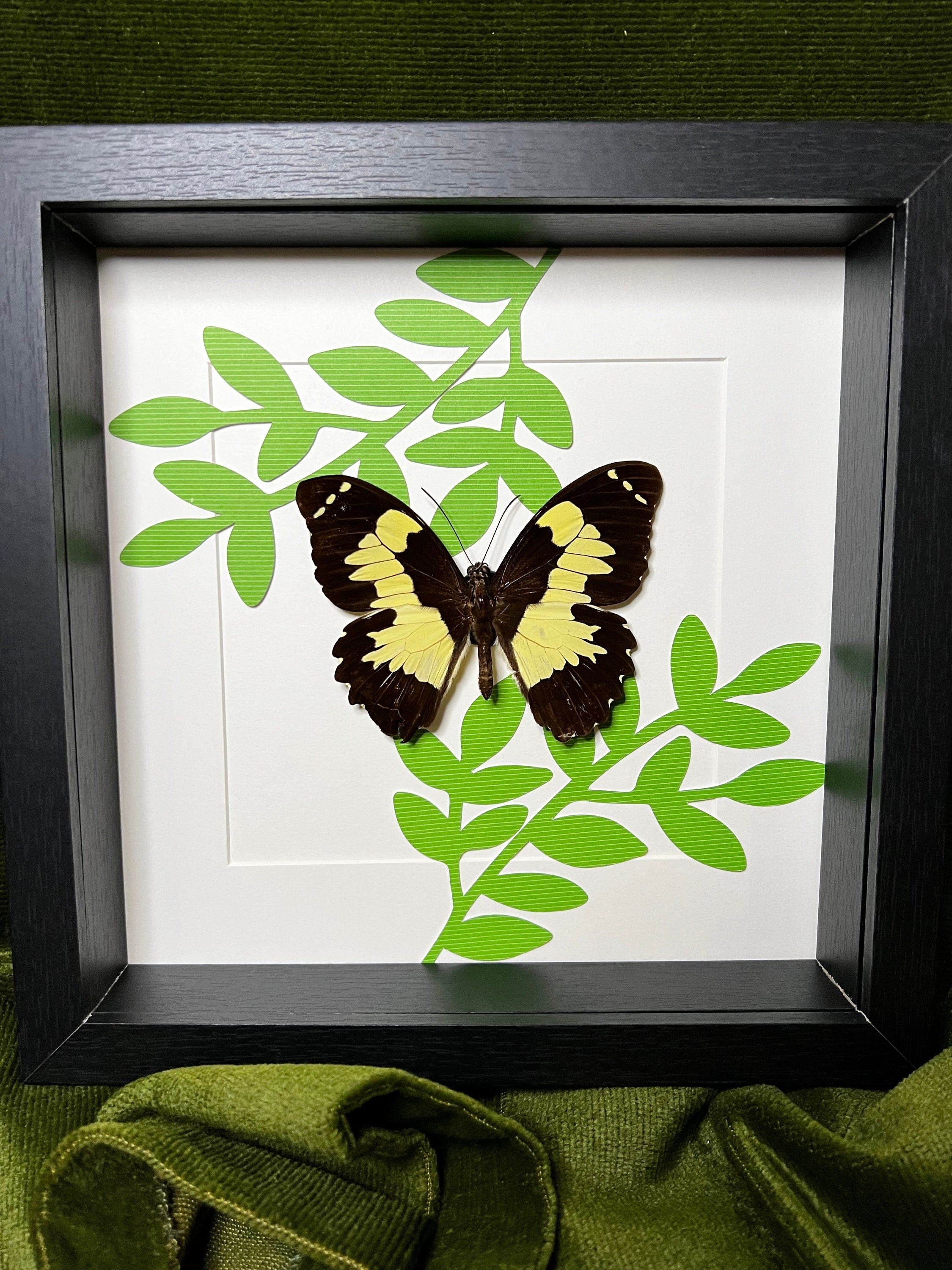 Papilio Euchenor op print in lijst