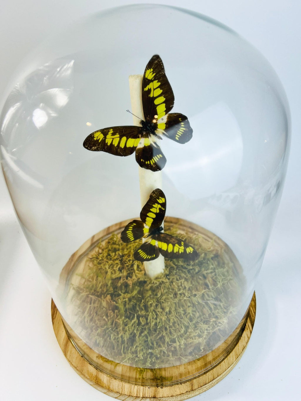 Papilio Latreillianus in einer Glasglocke von KEY LIME STORE